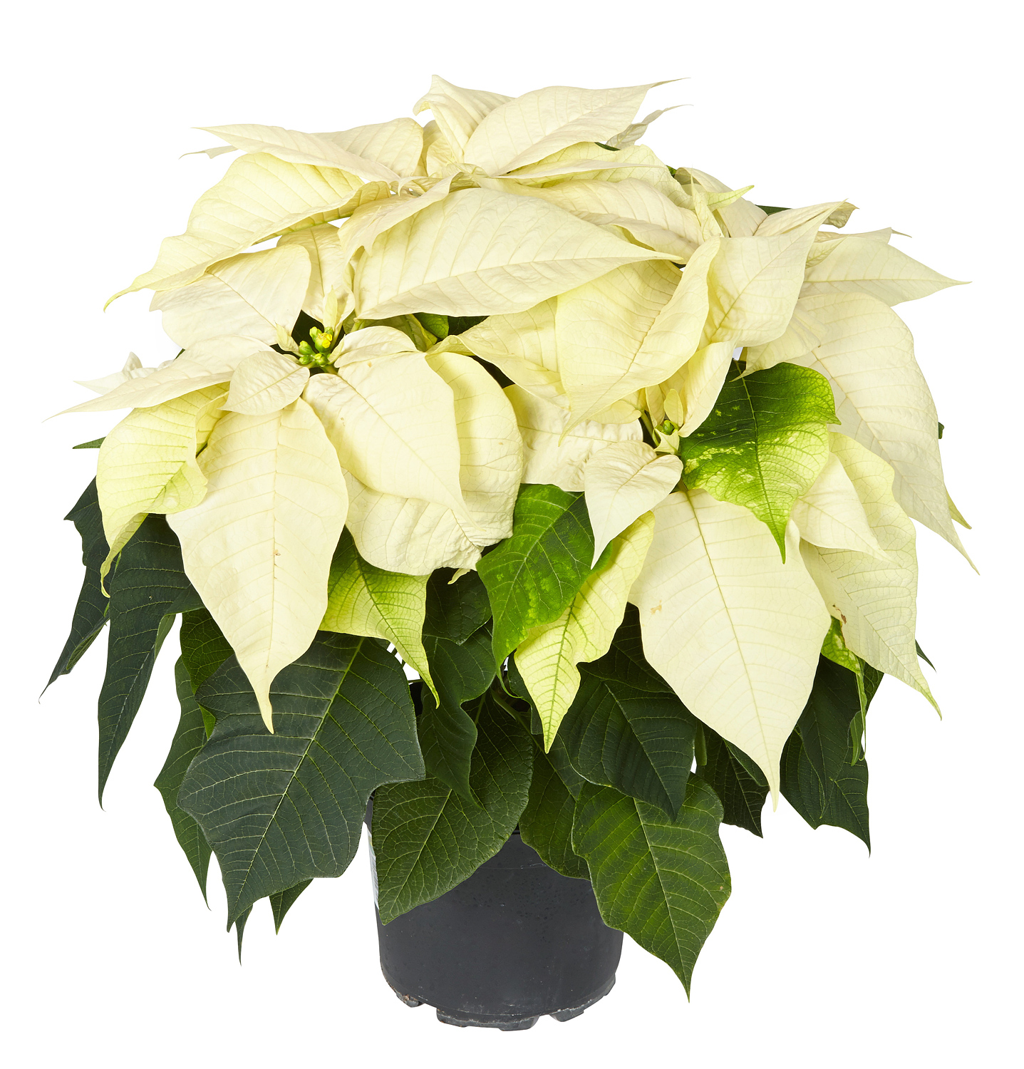 Julestjerne flergrenet