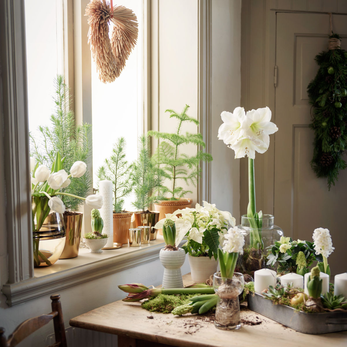 Julestjerne flergrenet