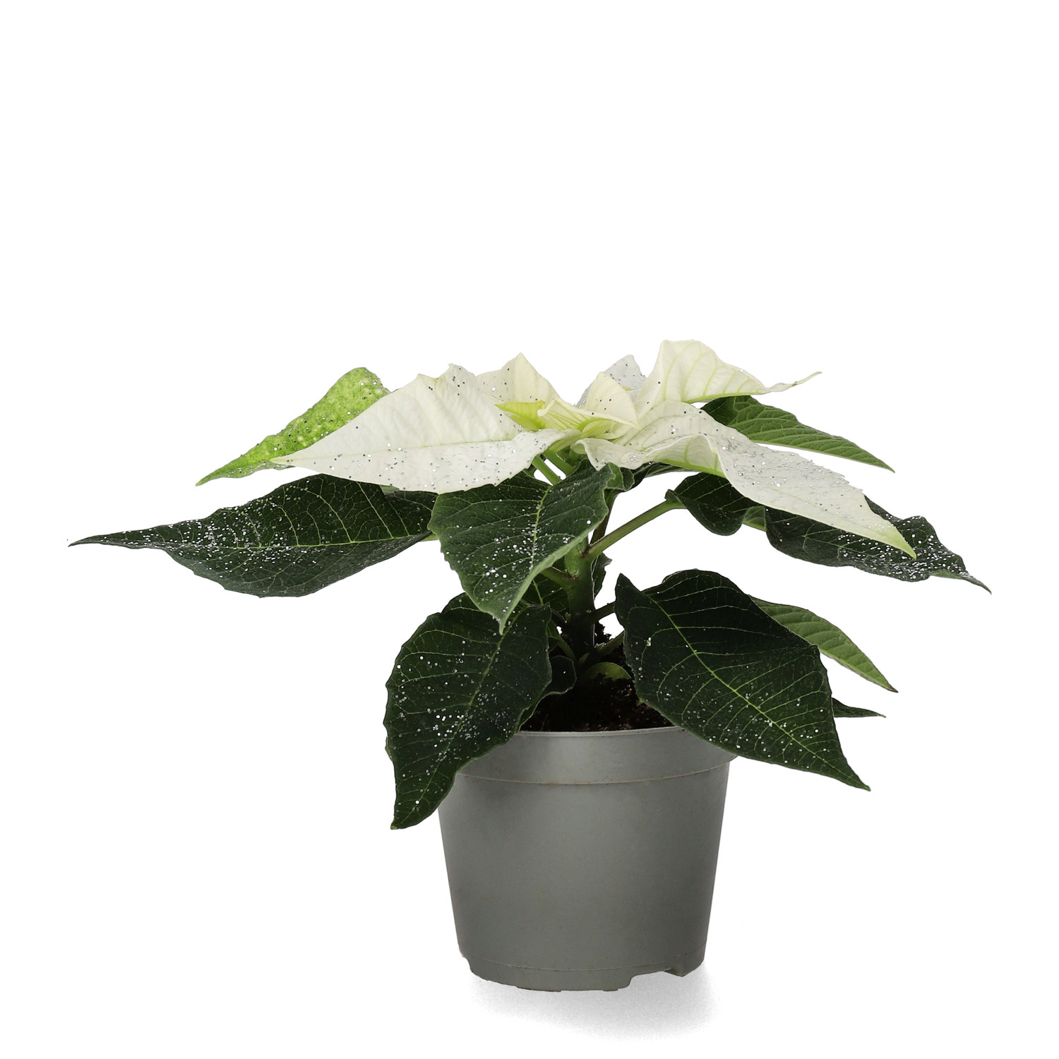 Julestjerne mini med glitter