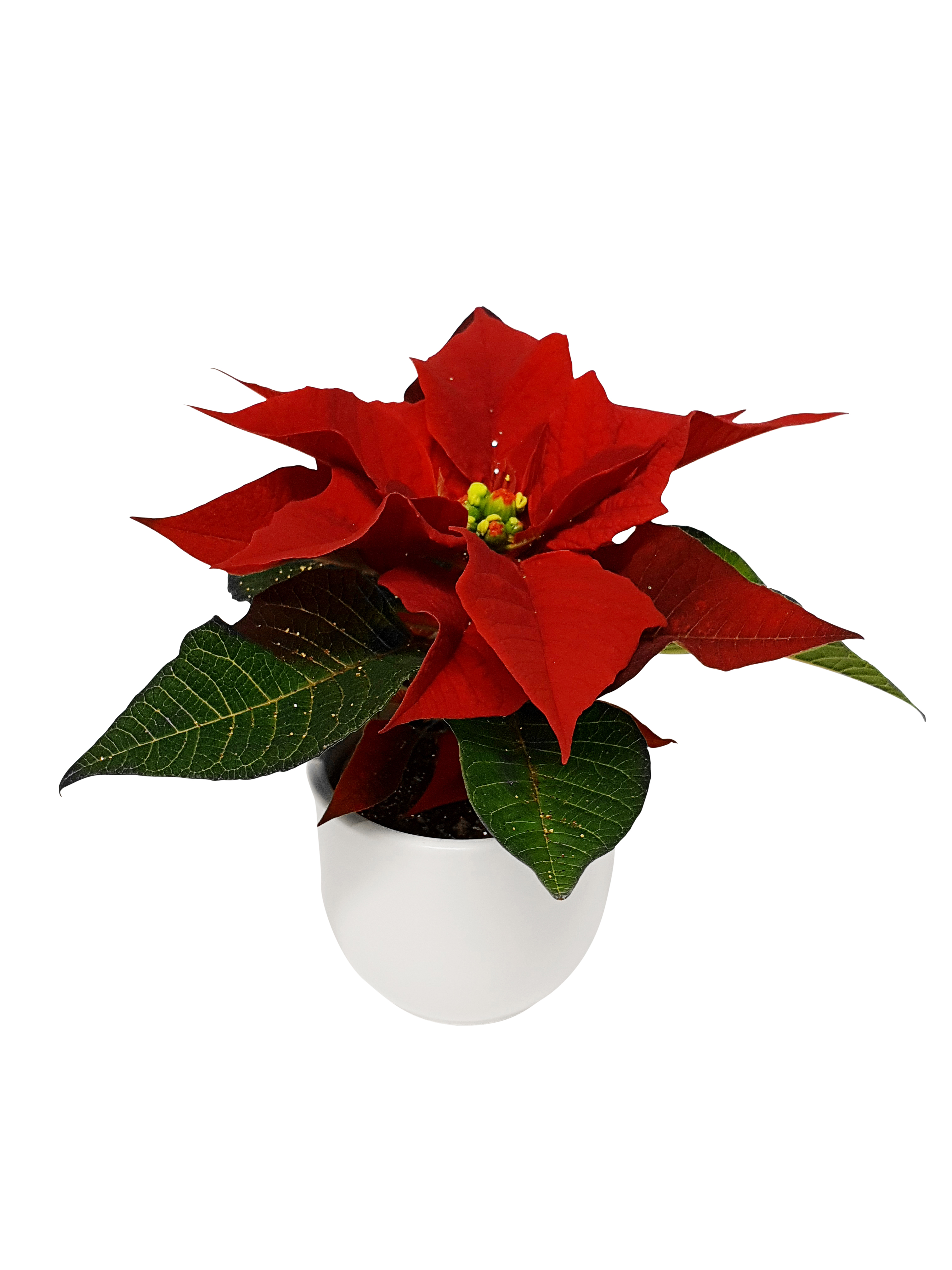 Julestjerne mini med glitter