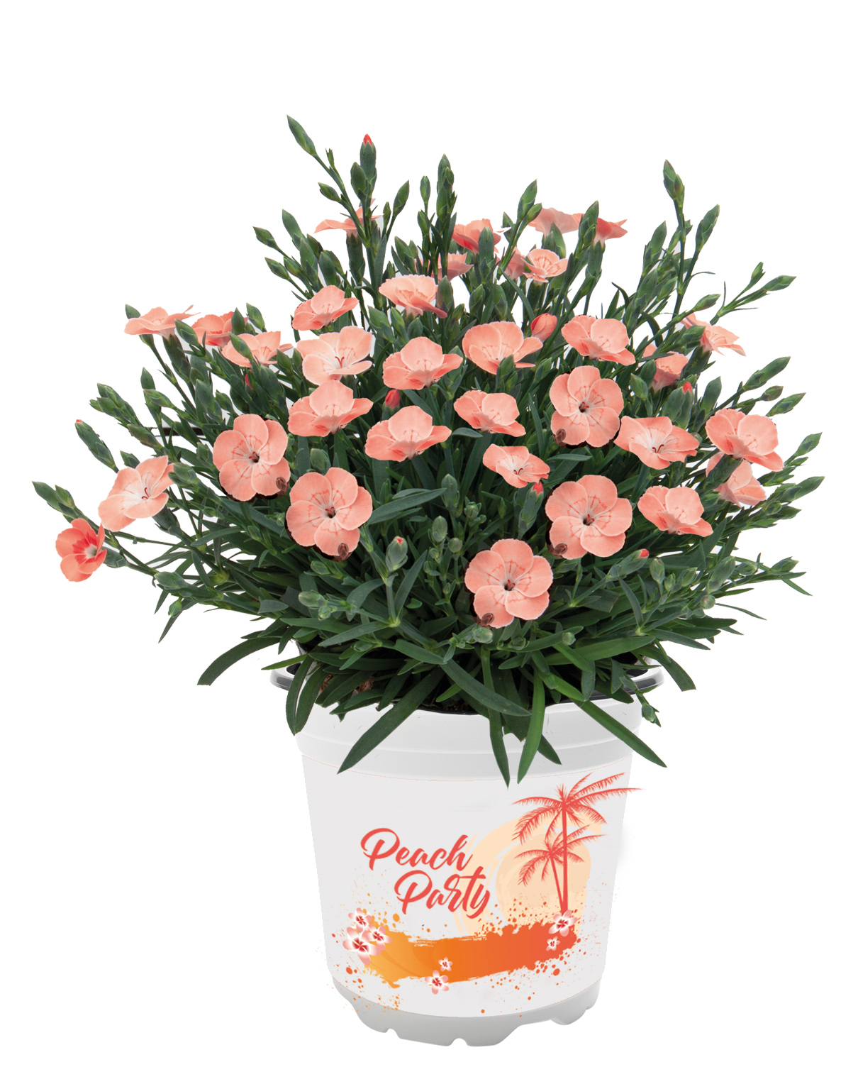 Dianthus 'Peach Party' 10,5 cm