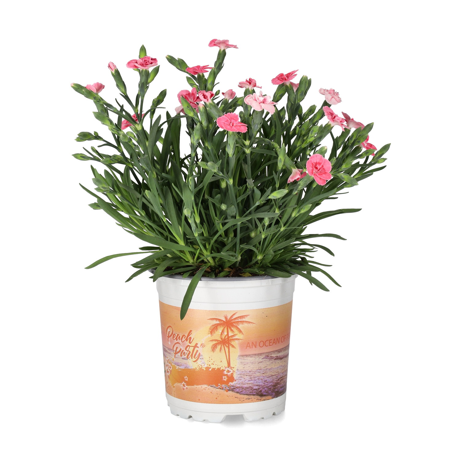 Dianthus 'Peach Party' 10,5 cm