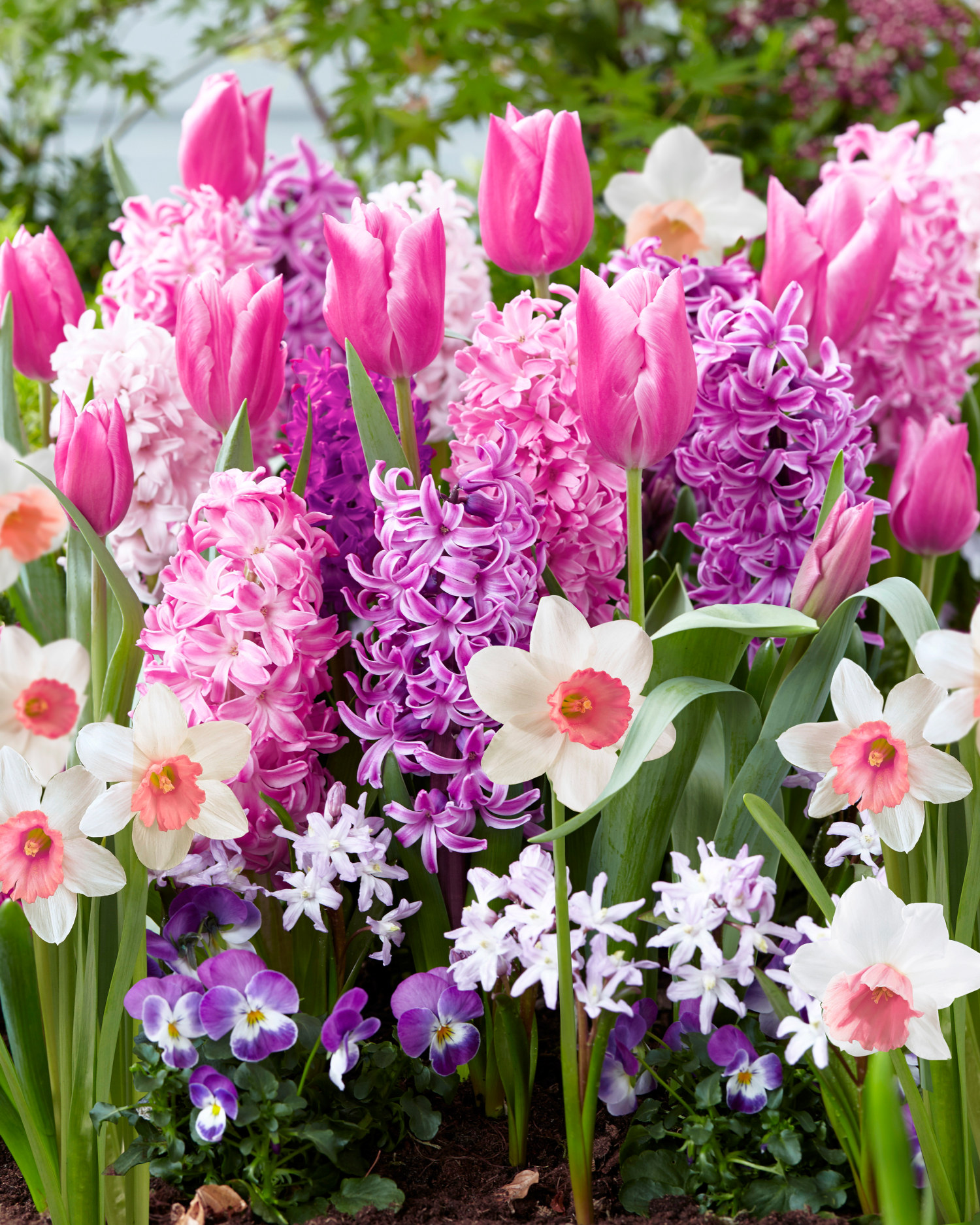 Vårlök mix 'Pink Blend' - 15 st