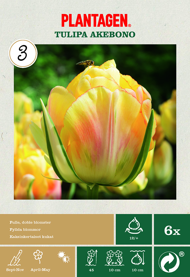 Tulpan 'Akebono'