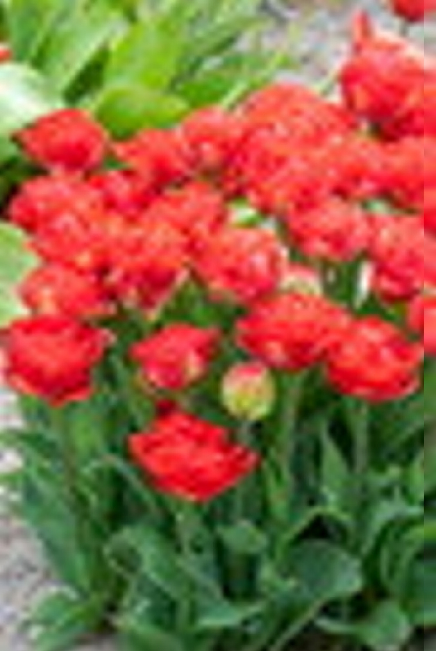 Tulipan 'Pamplona'
