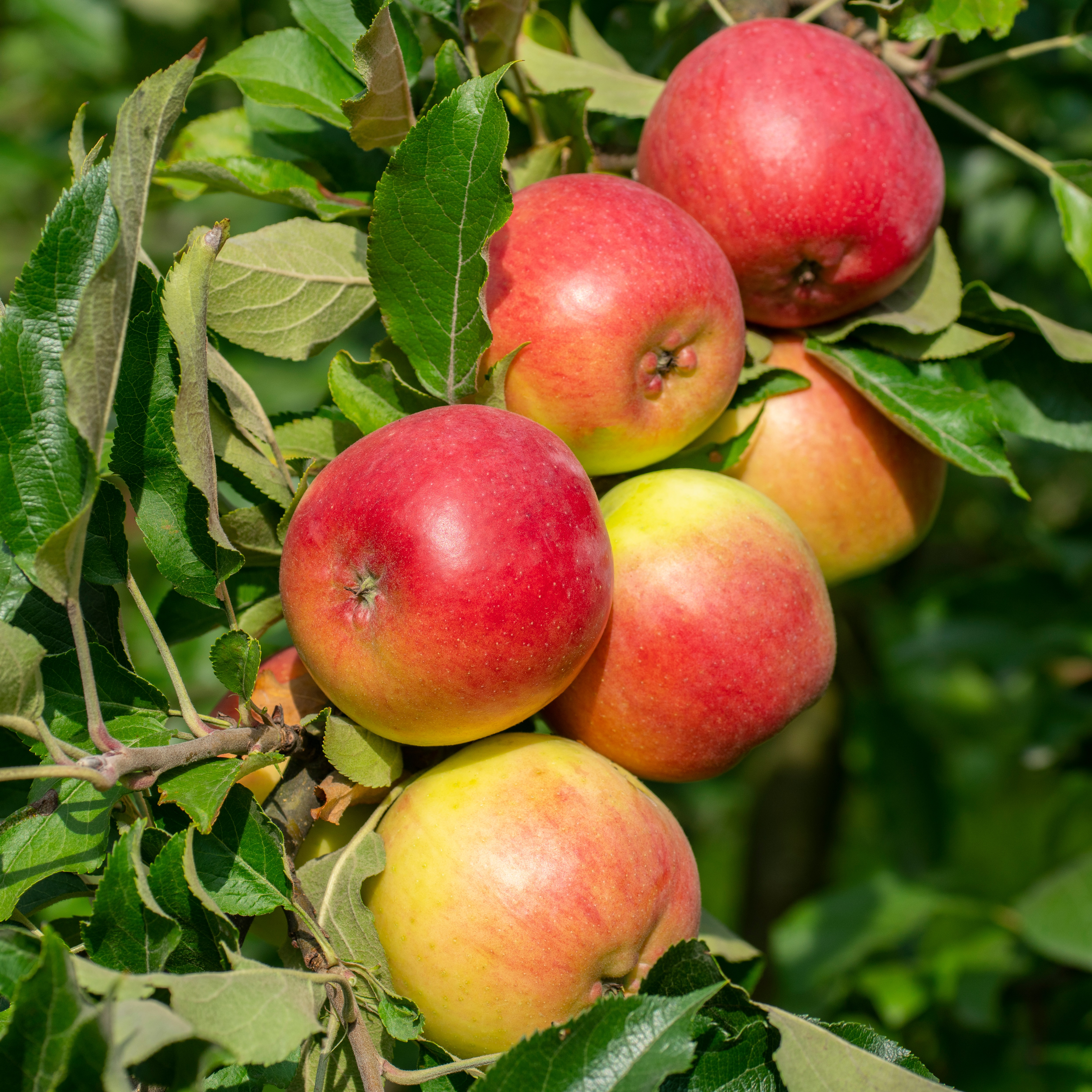 Äpple 'Fredrik' E A2
