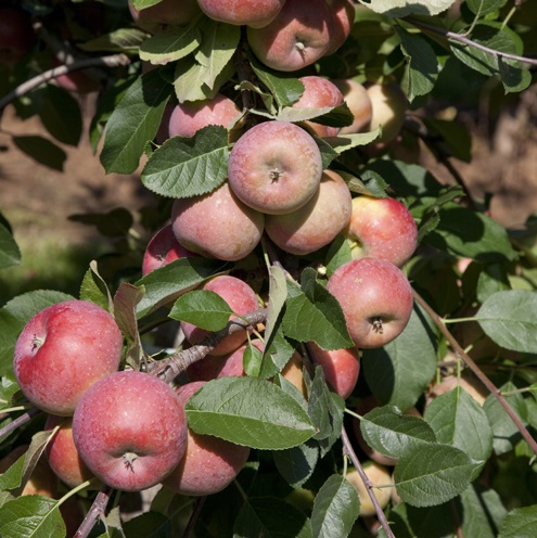 Äpple 'Gyllenkroks Astrakan' E A2
