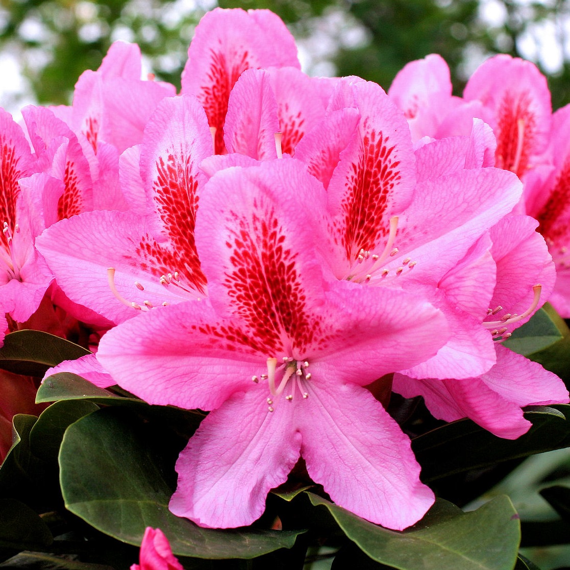 Caucasicum-rododendron 'Furnivall's Daughter'