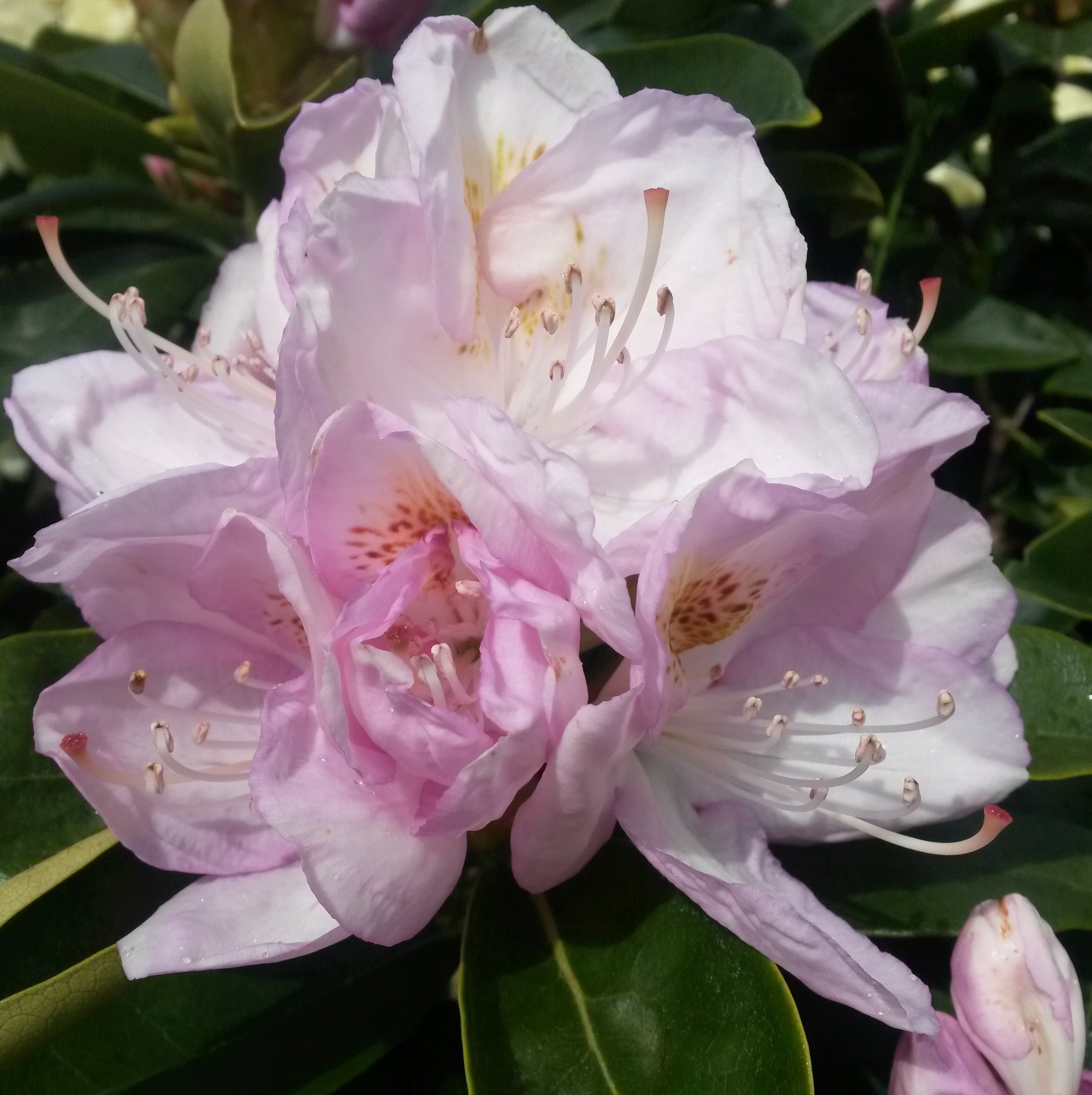 Rhododendron 'Gomer Waterer' 23cm