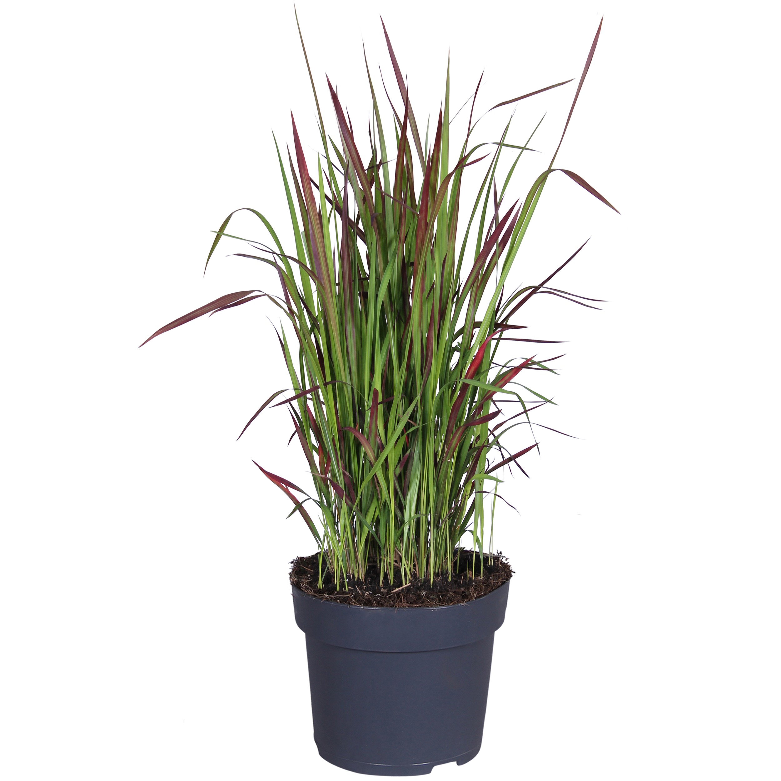 Imperata cyl. 'Red Baron' 14 cm