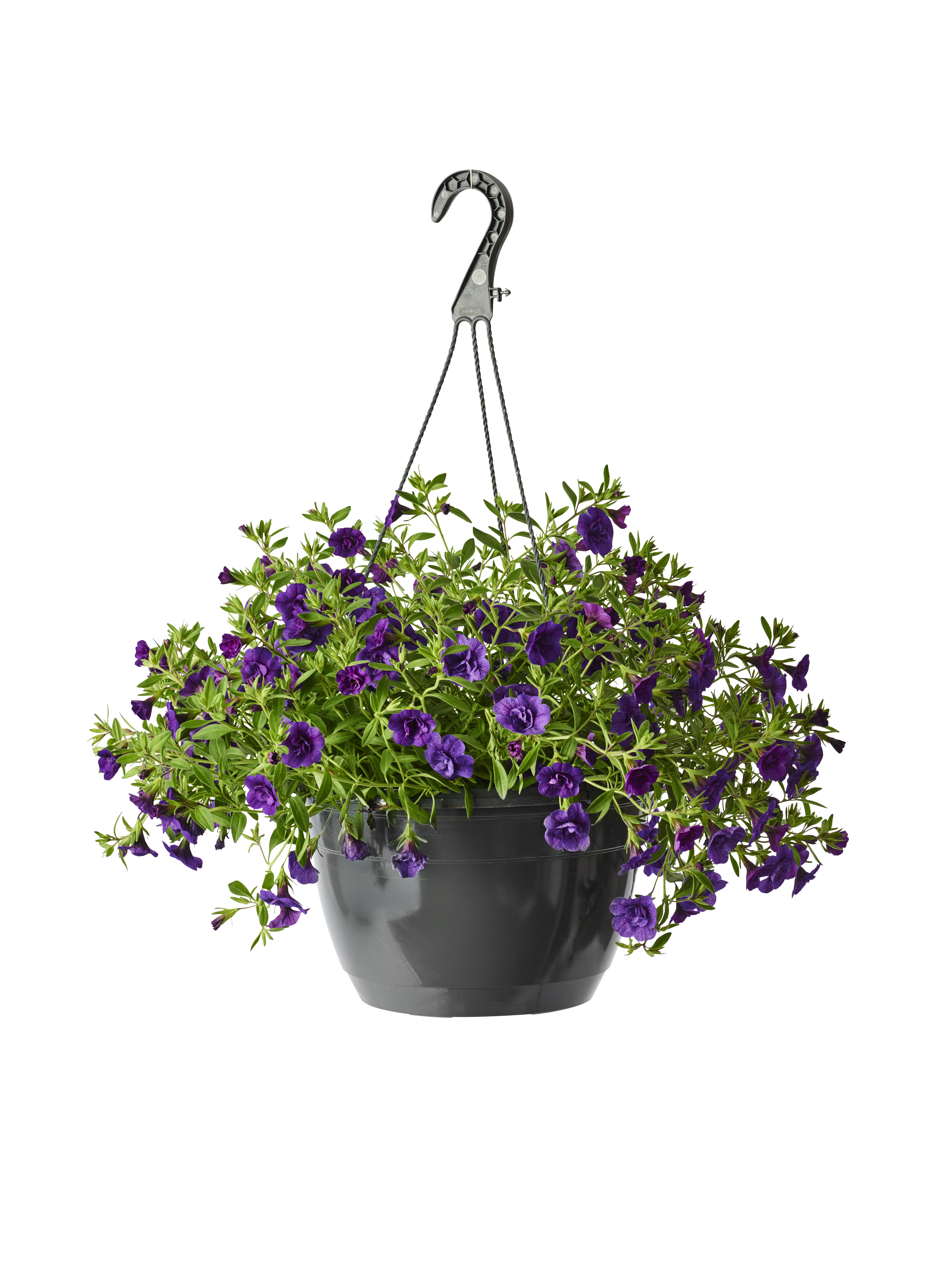 Småpetunia fylldblommig i ampel