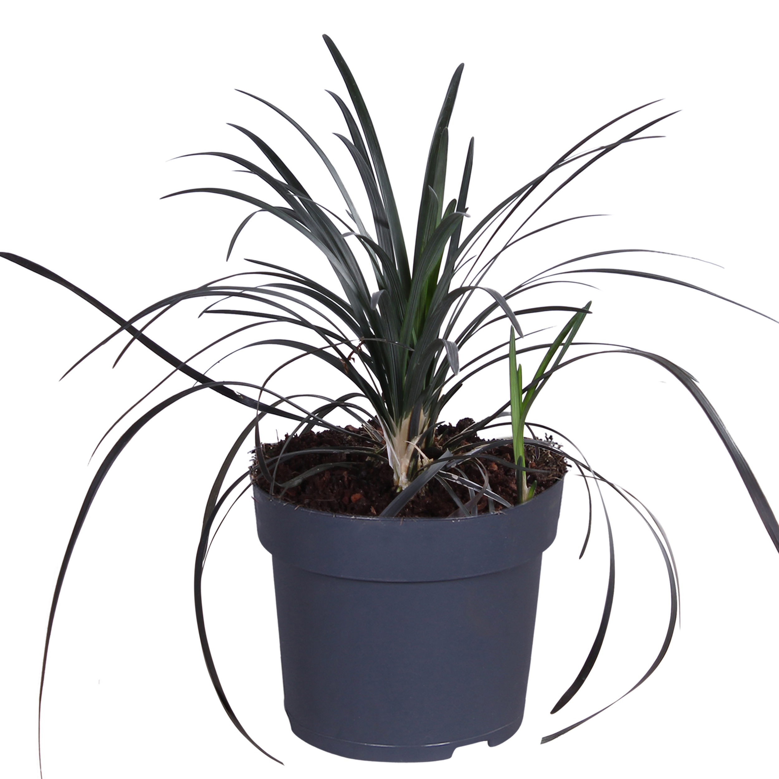 Ophiopogon planiscapus 'Nigrescens' 14 cm