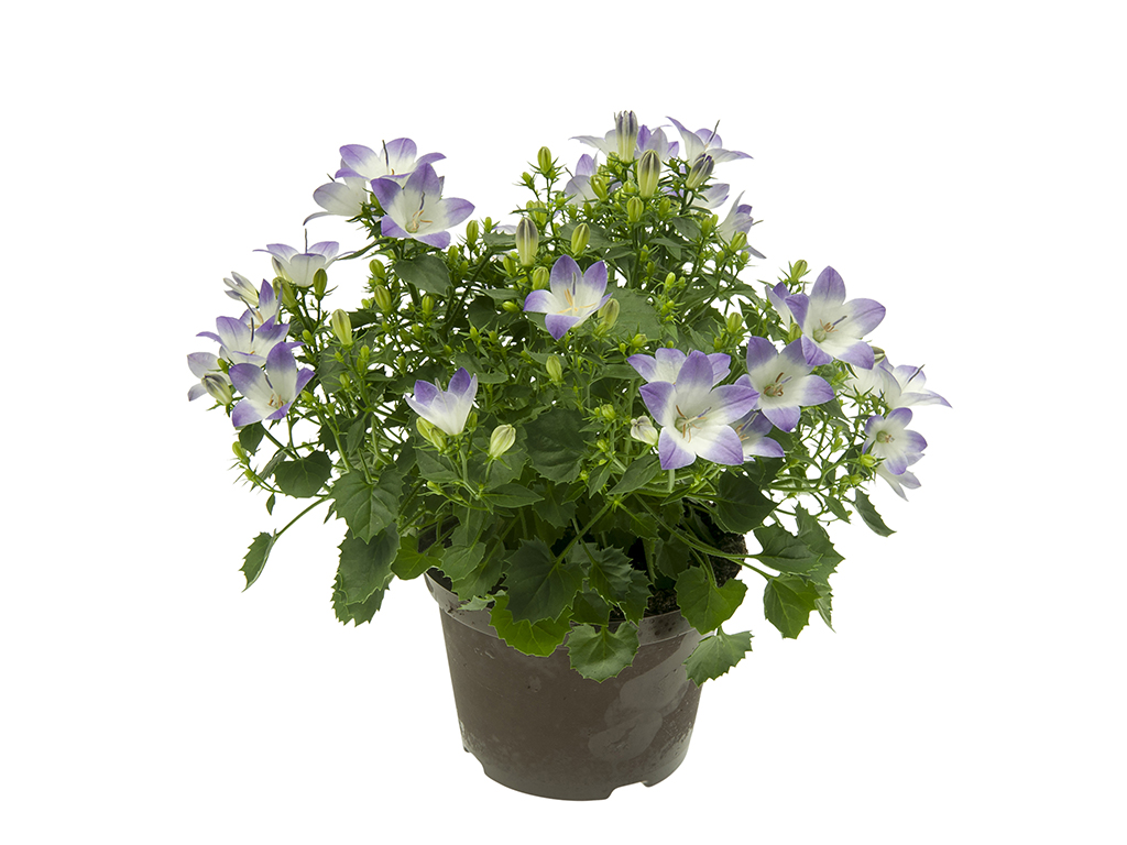 Campanula 'Fancy MEE' 10,5 cm