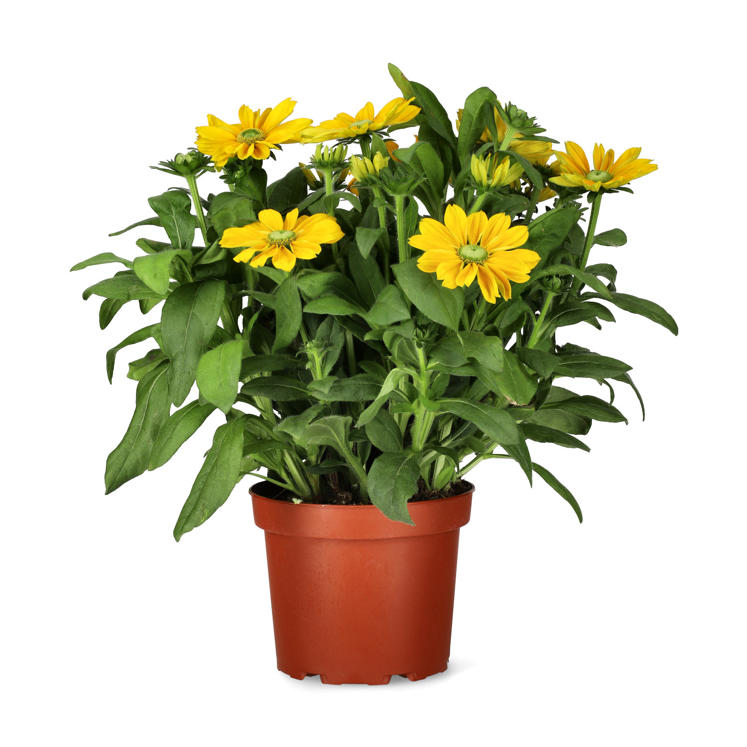 Rudbeckia hirta 'Sunbeckia' 23 cm