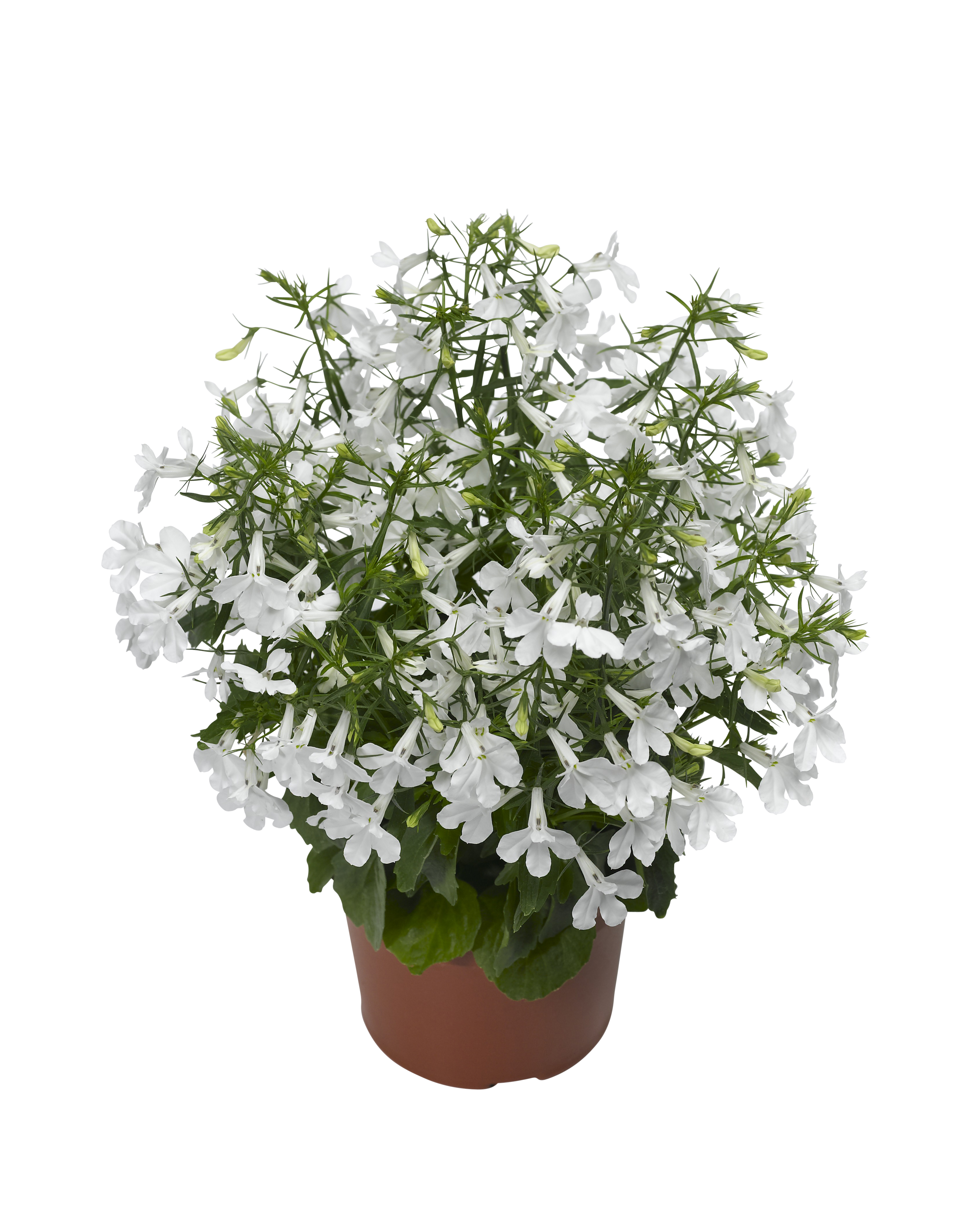 Lobelia h. White 12 cm