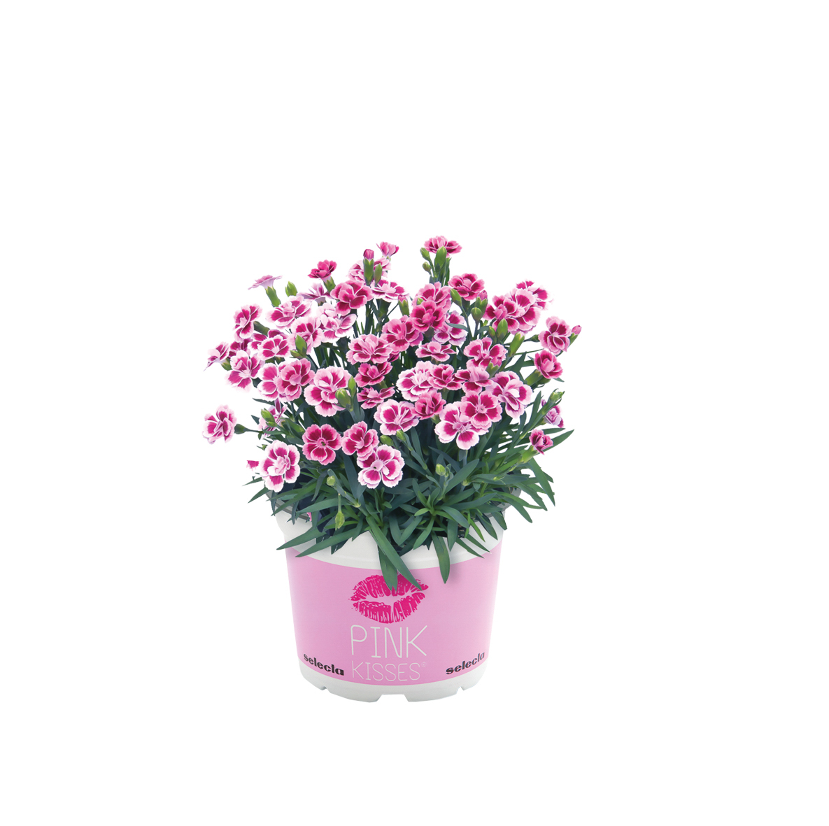 Hagenellik "Pink Kisses"