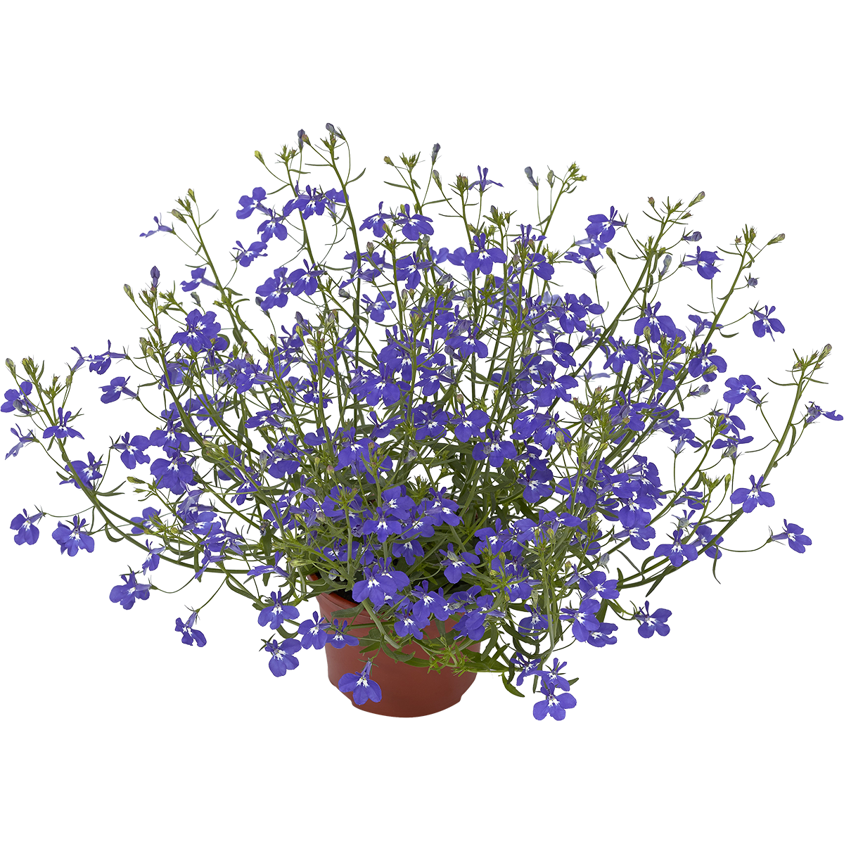 Lobelia h. Dark Blue 12 cm