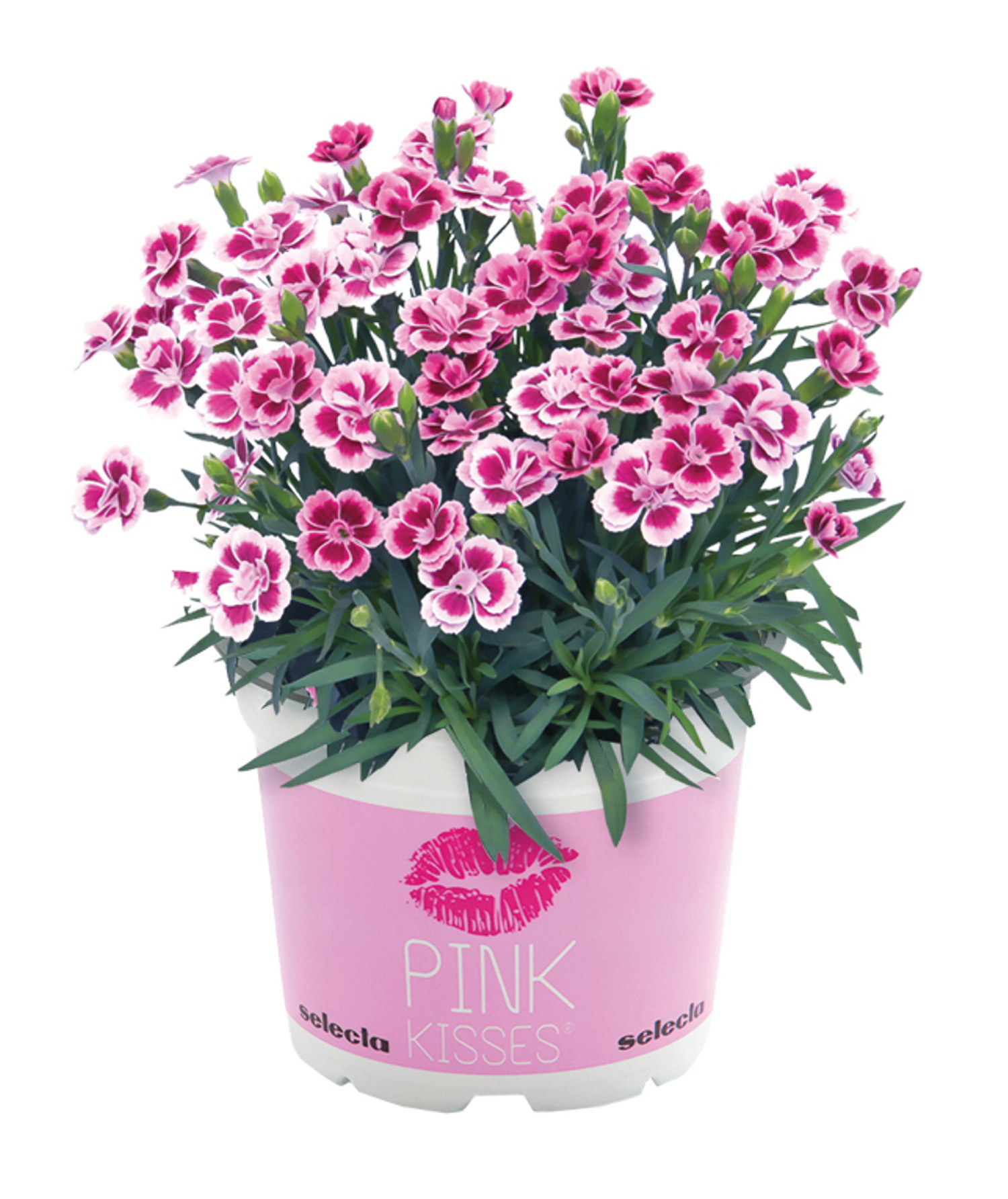 Hagenellik "Pink Kisses"