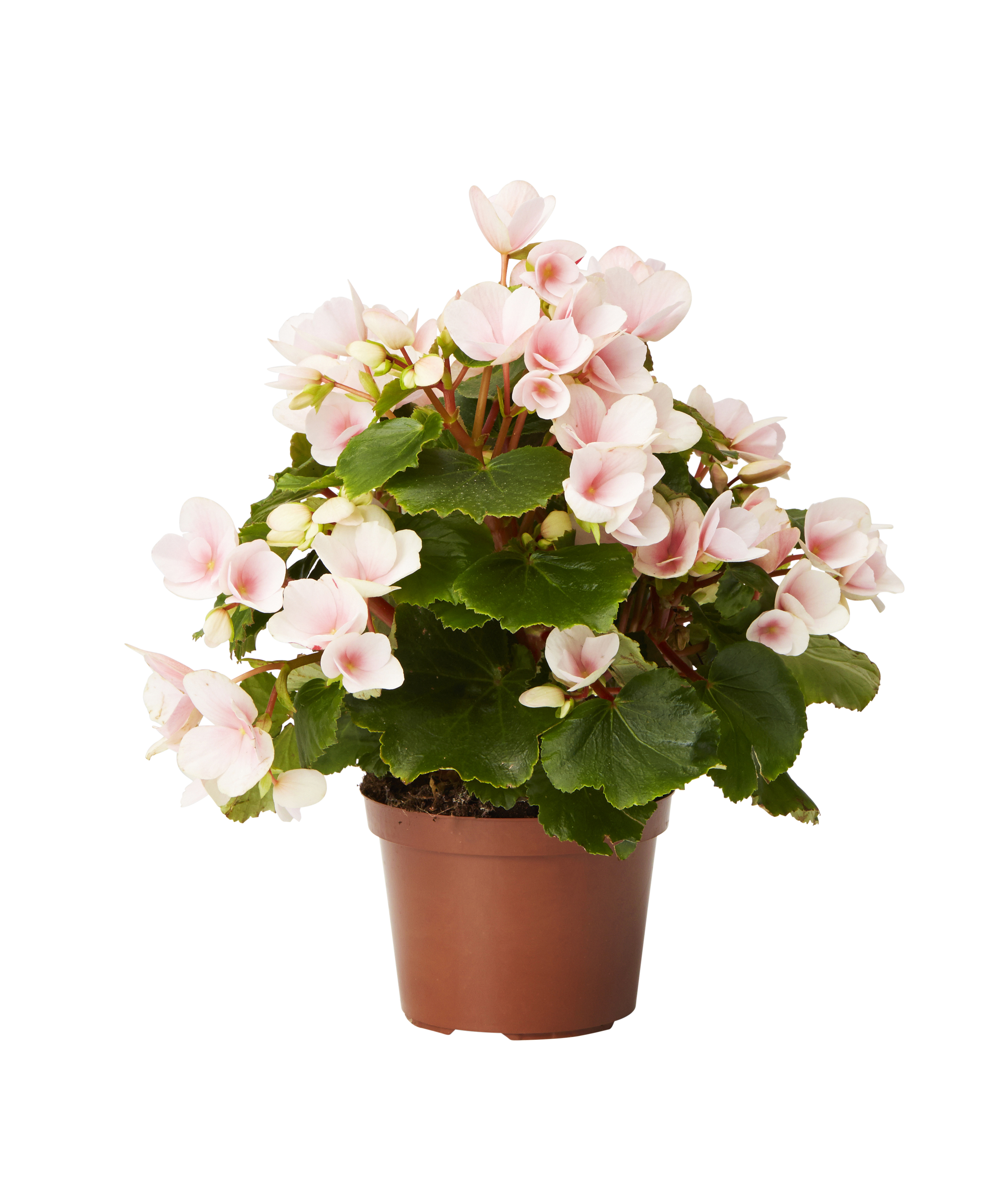 Begonia 'Betulia' Pink 12 cm