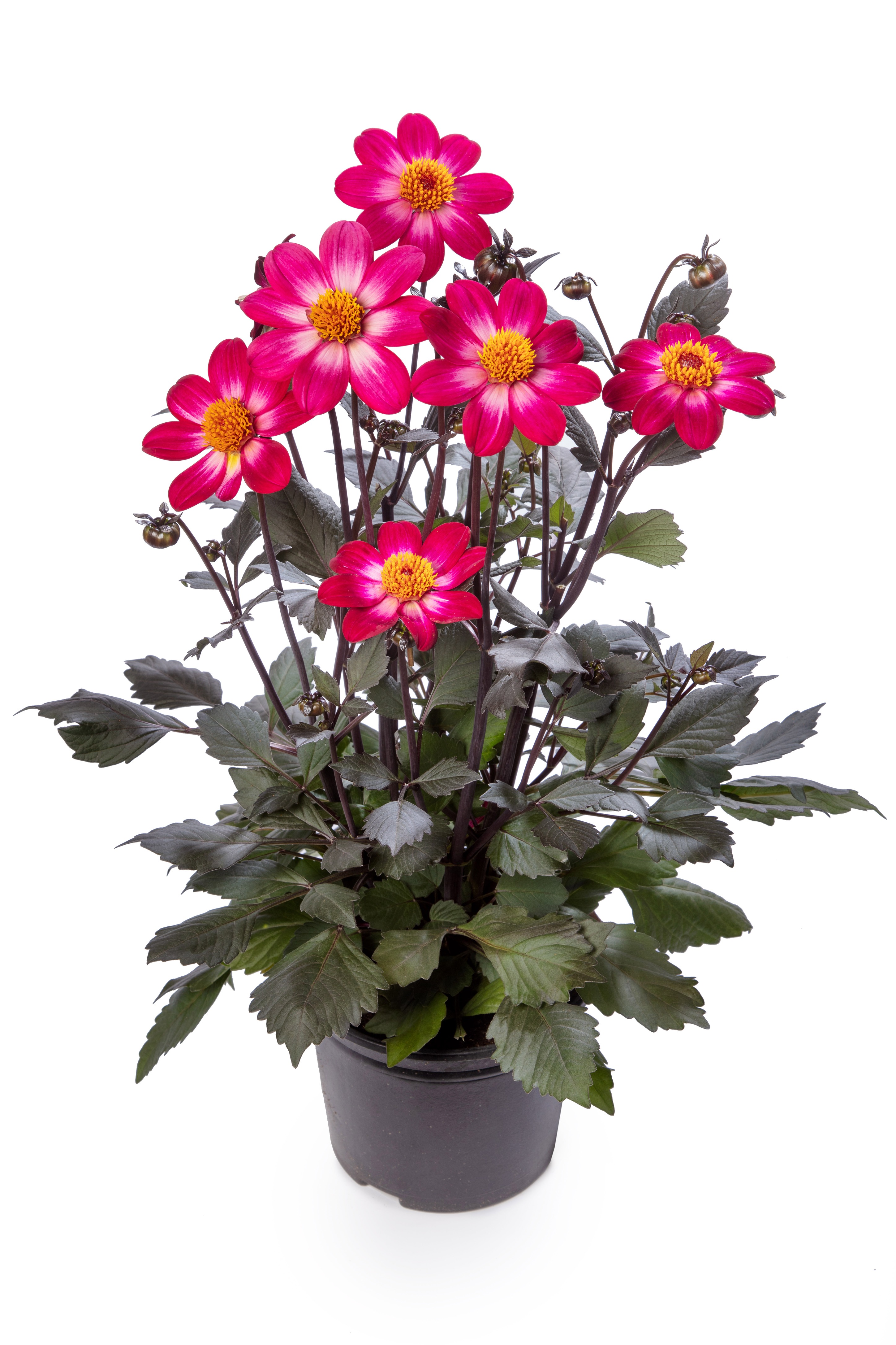 Dahlia dark leaf single fl. Bicolor 19 cm