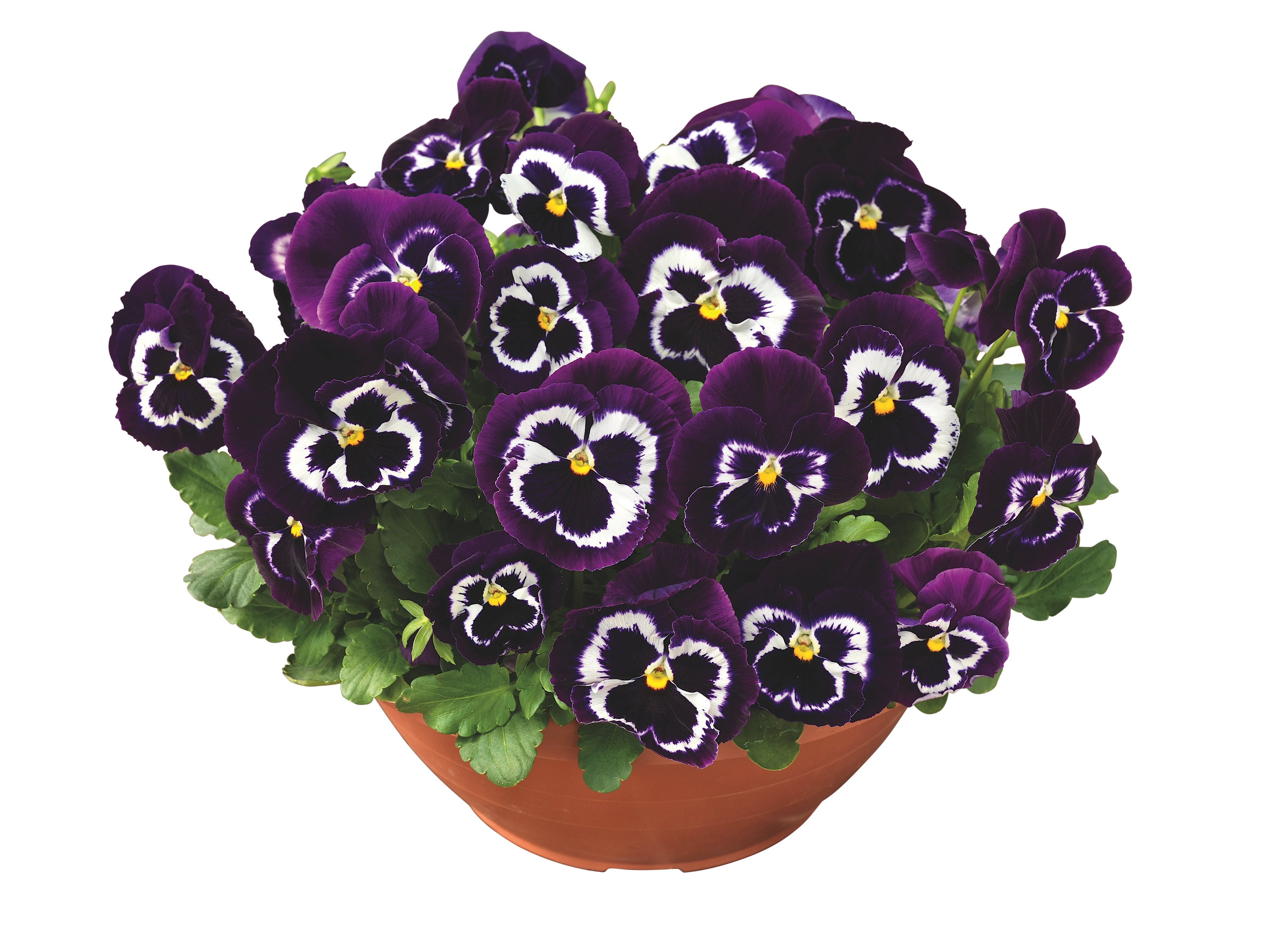 Viola big fl. bowl 27 cm