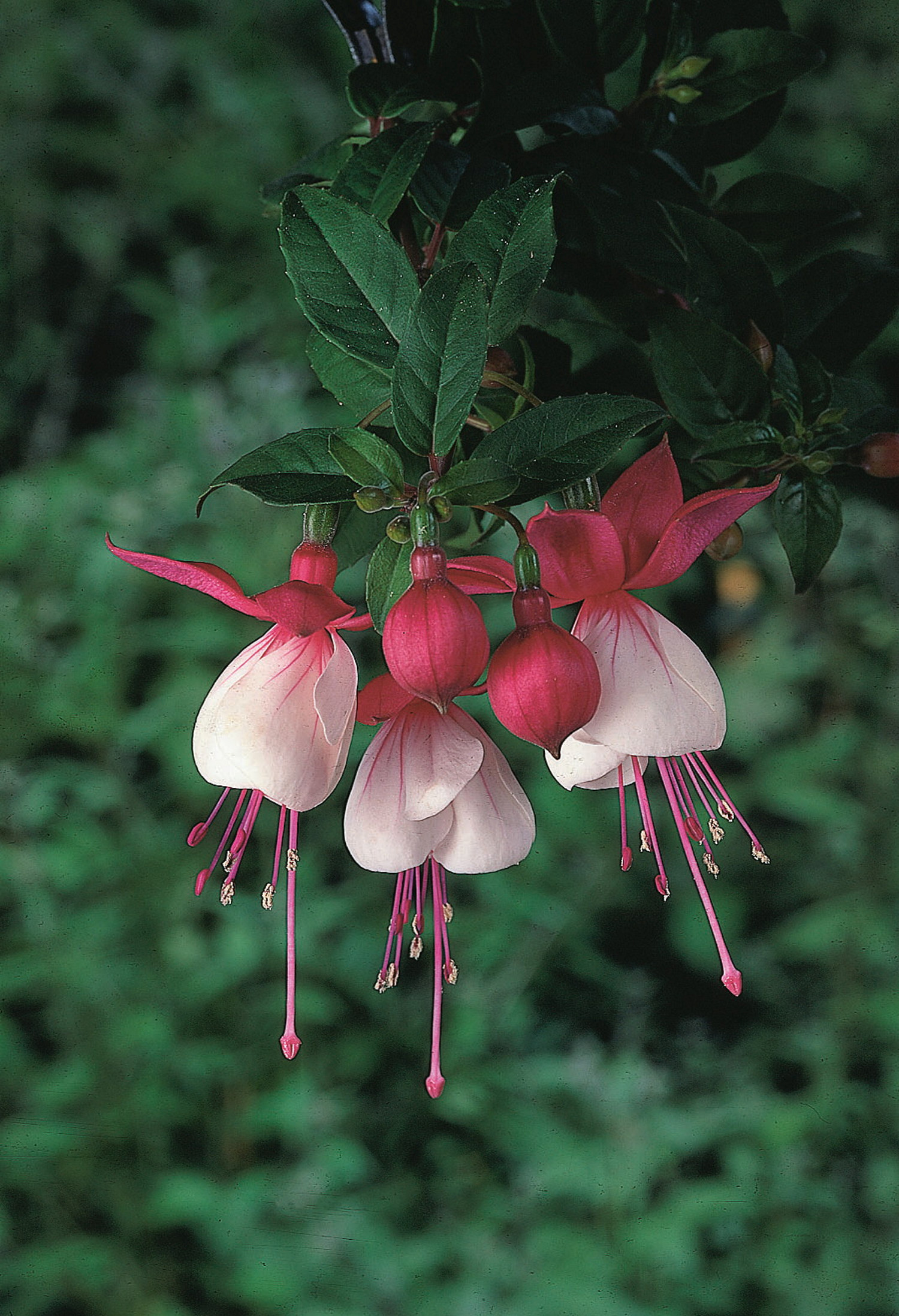 Fuchsia 6 cm