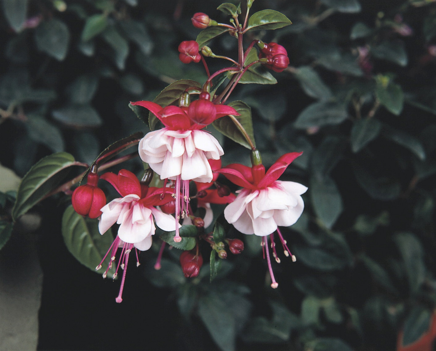 Fuchsia 6 cm