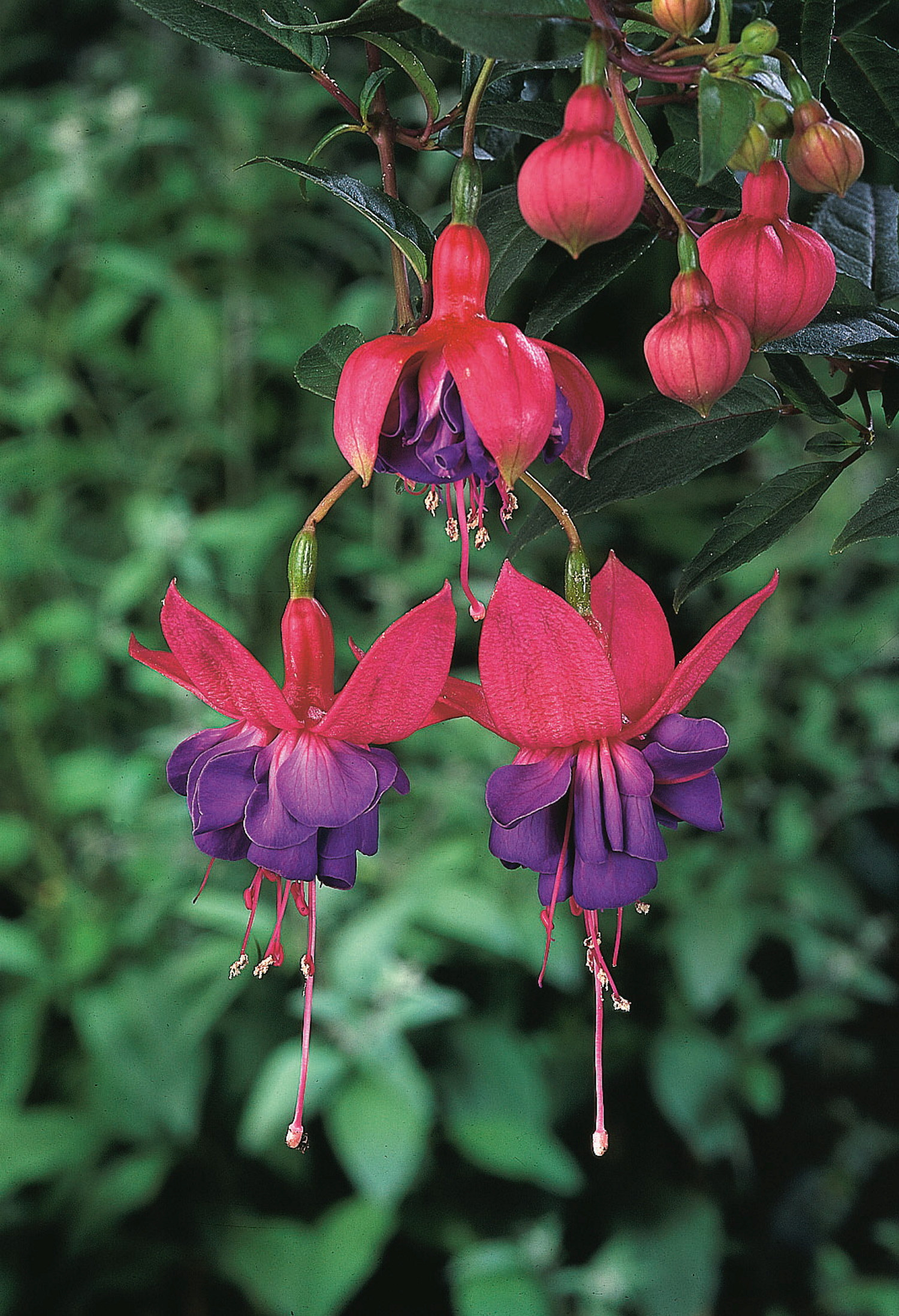 Fuchsia 6 cm
