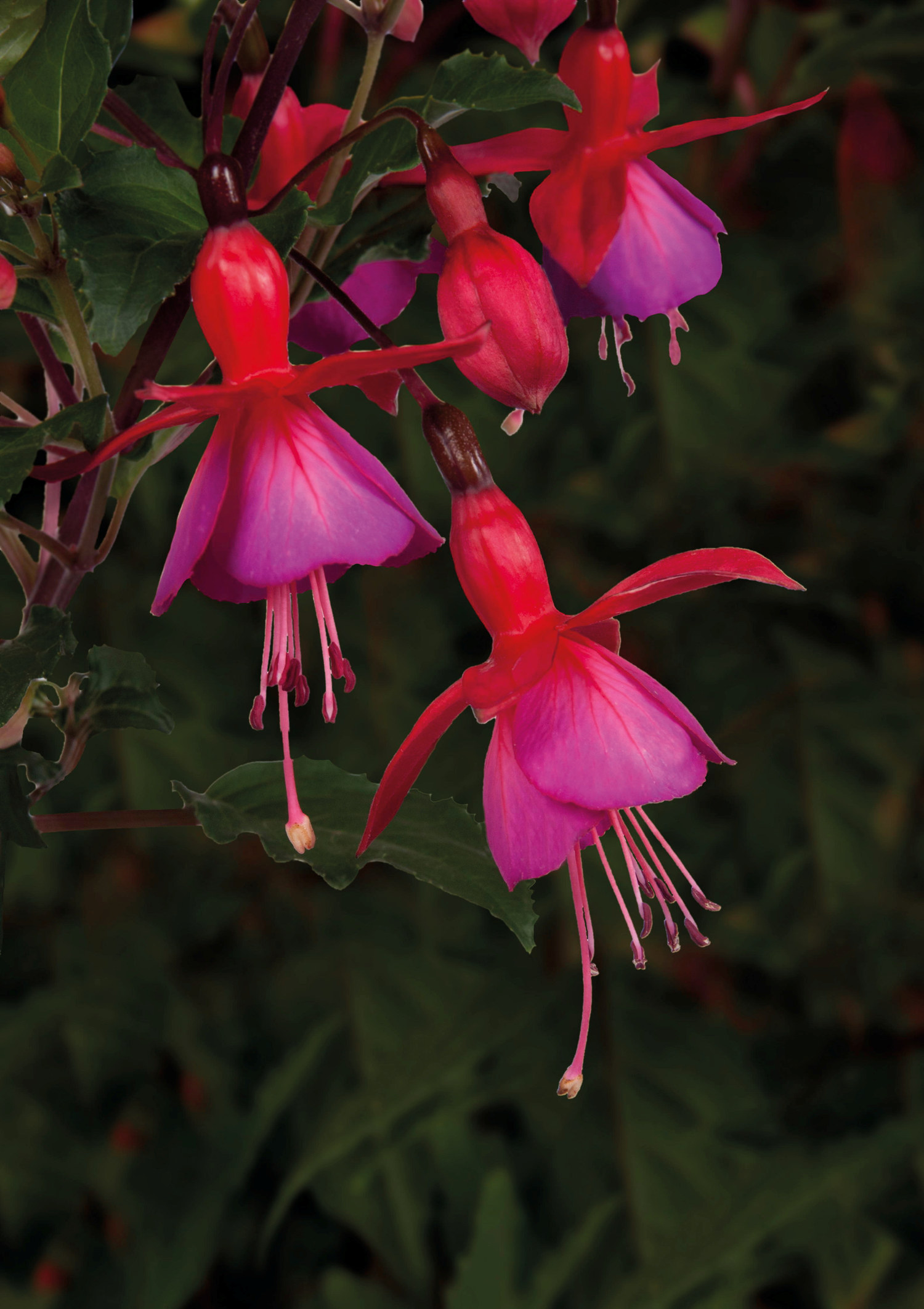 Fuchsia 6 cm