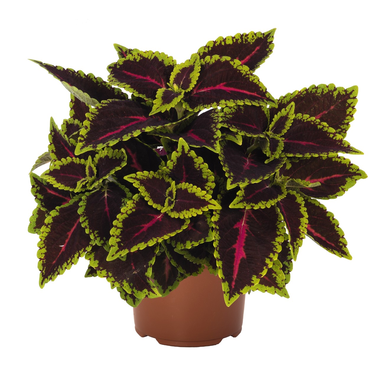 Coleus 'Alligator Alley' 12 cm