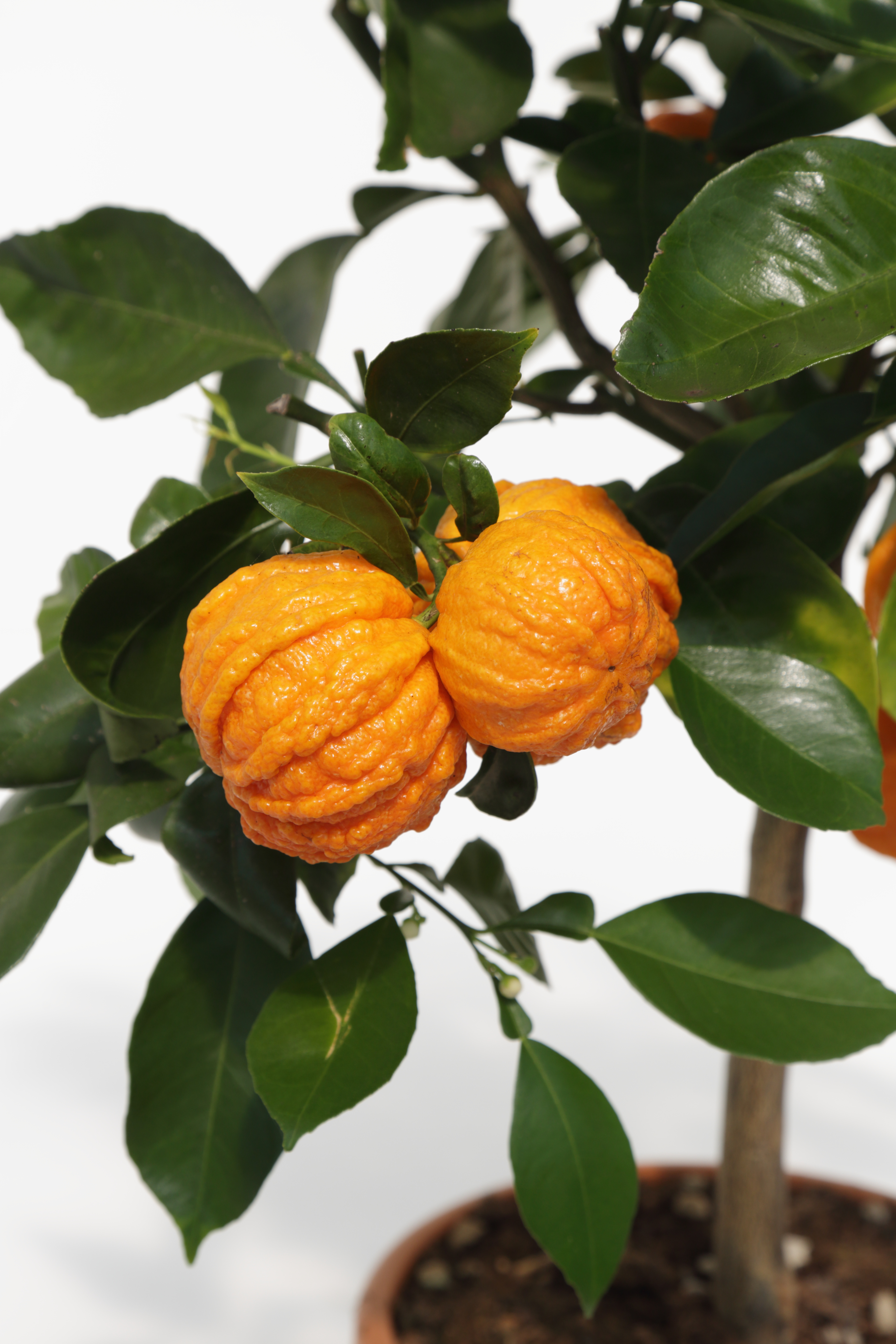 Citrus Arancio 'Corrugata' stem 19 cm | Plantagen