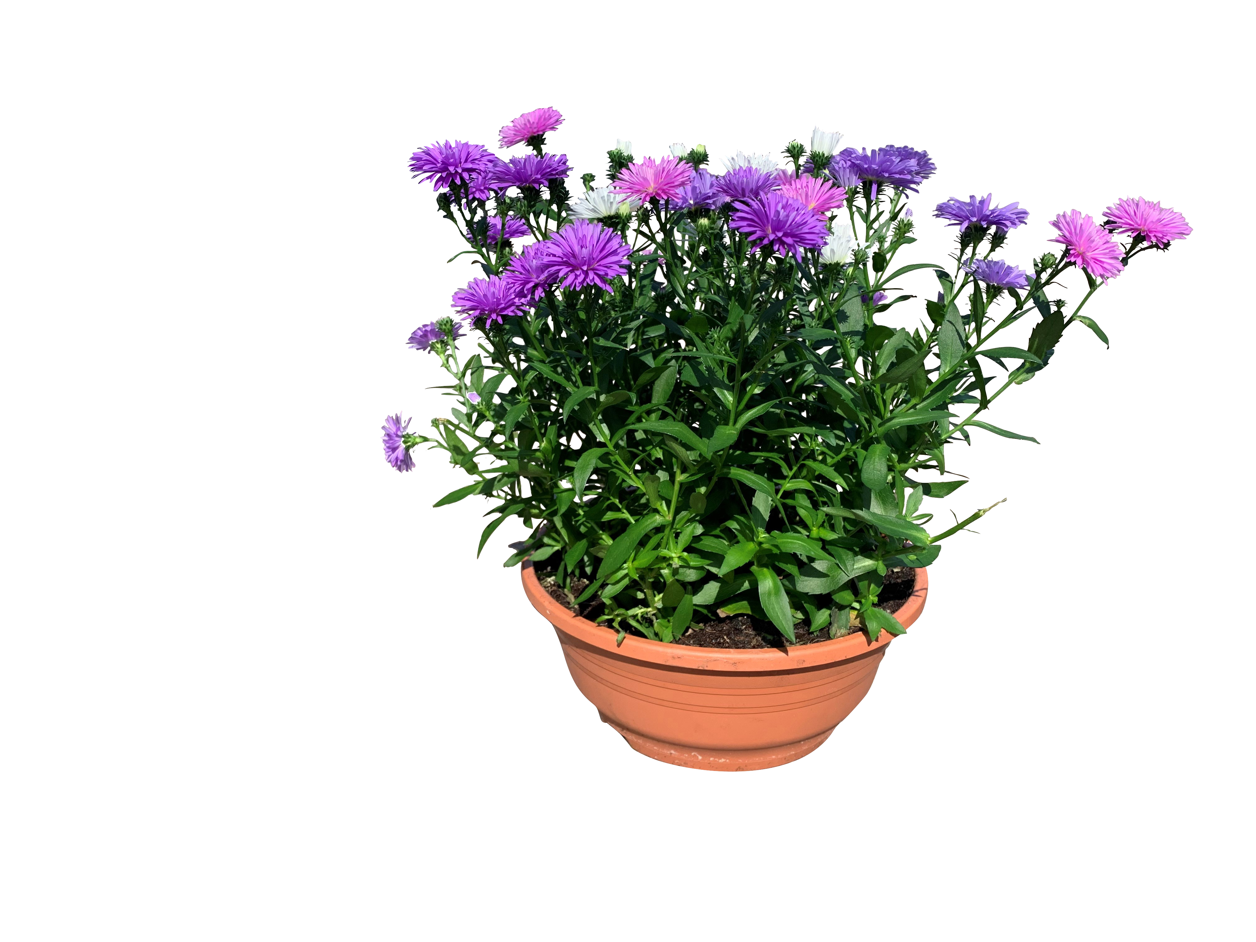Aster Romantic G. bowl 23 cm