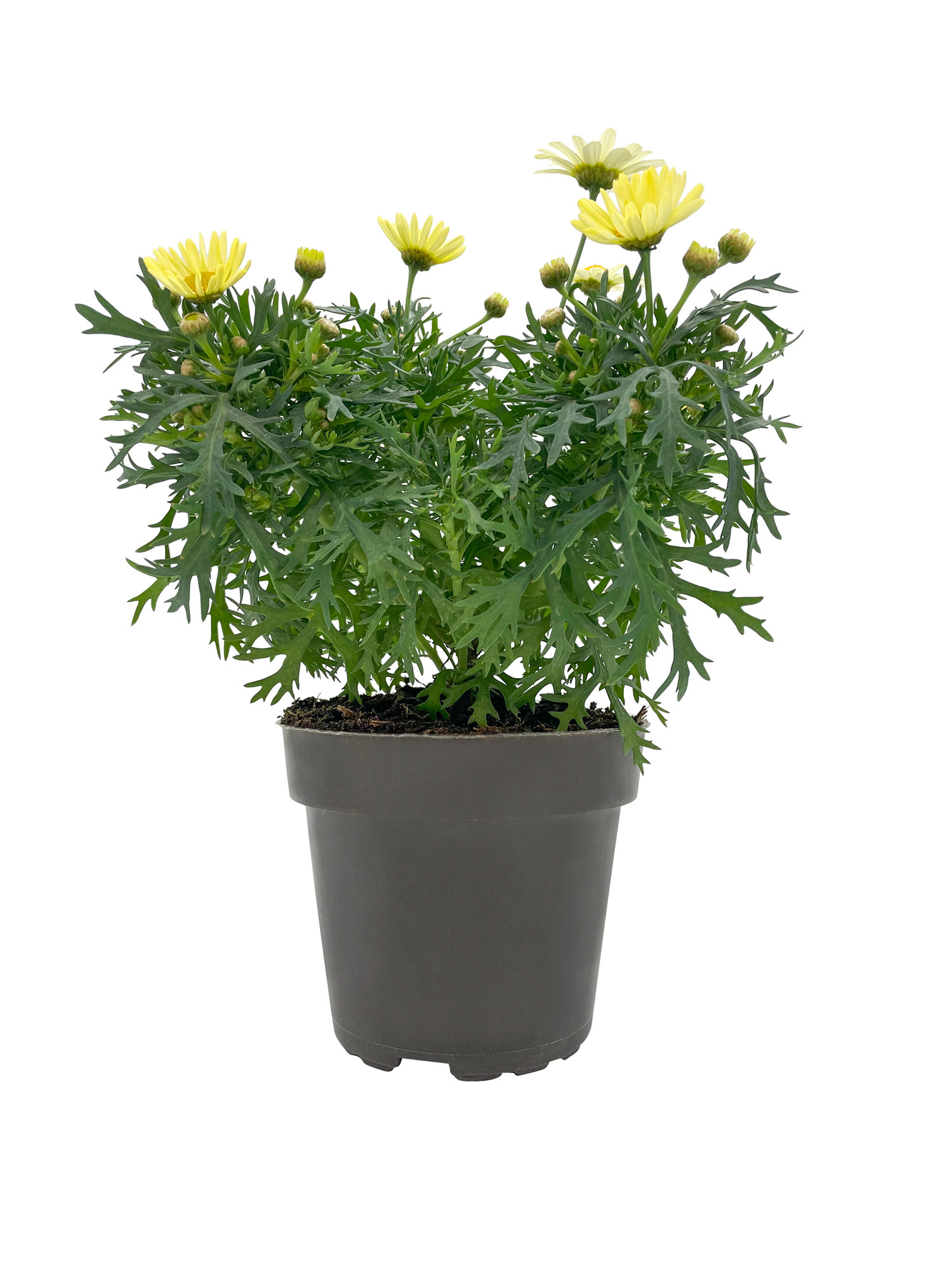 Argyranthemum Yellow 12 cm
