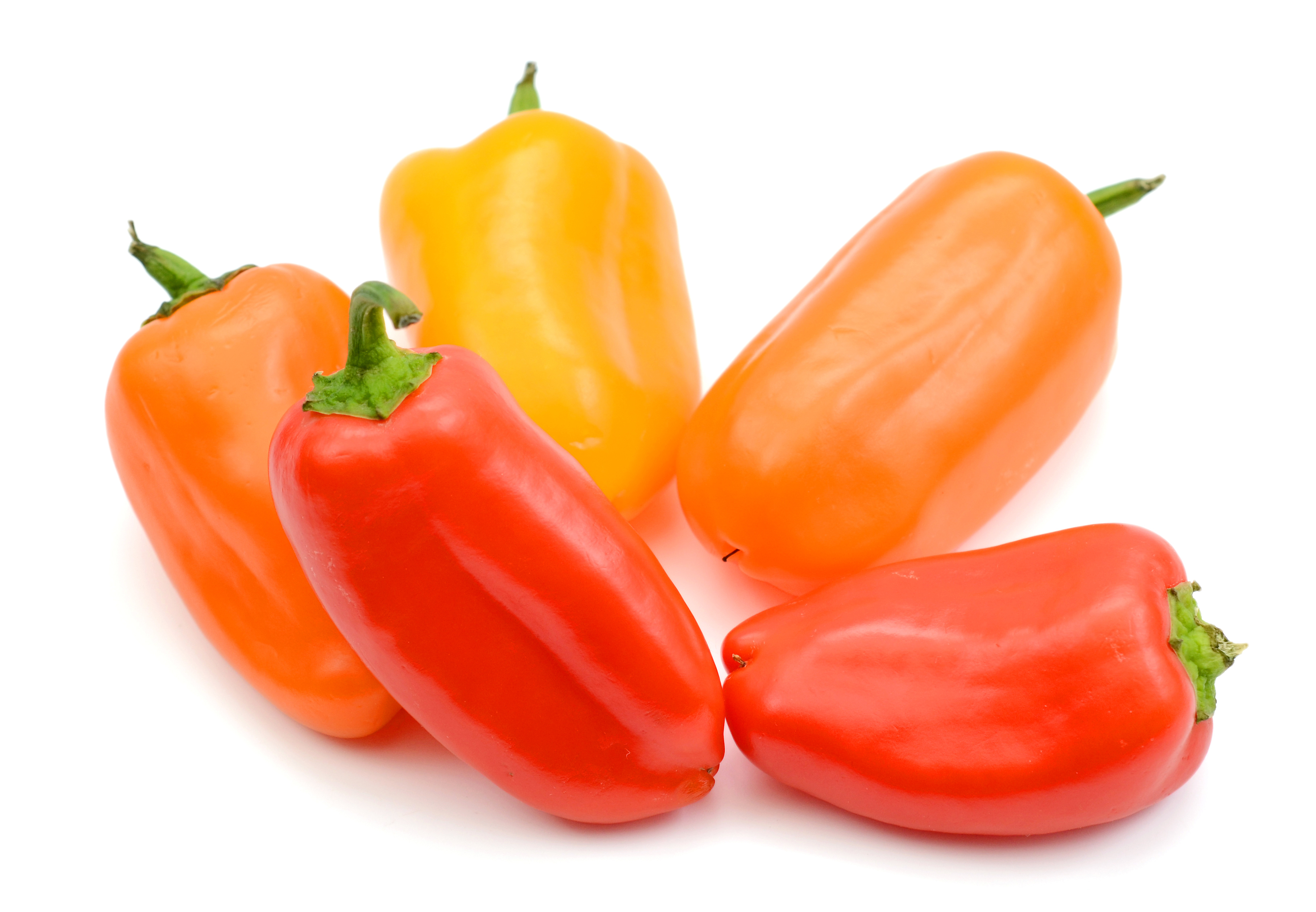 All Nature Capsicum snack pepper 'Sweet Julia' 10,5 cm