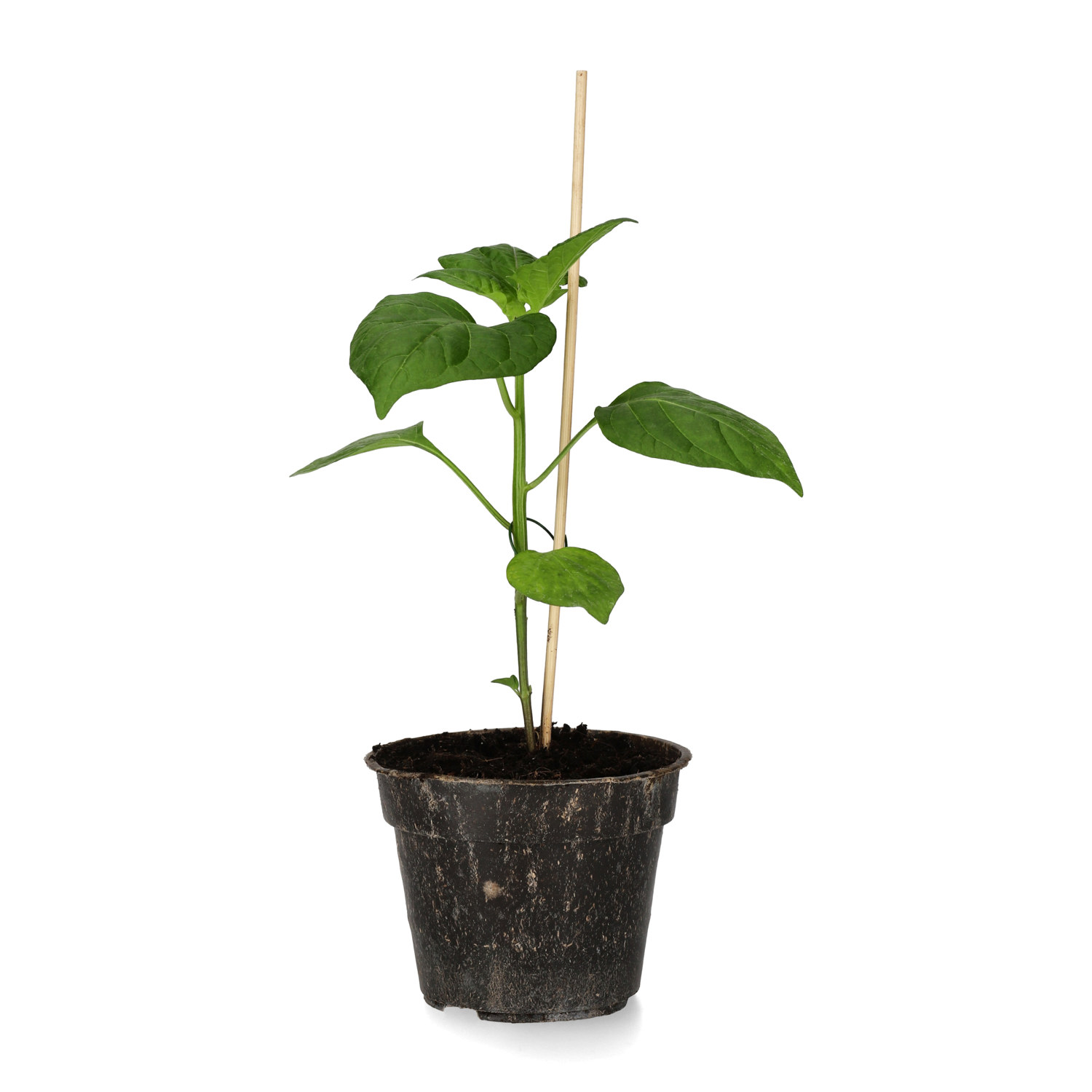 Chili 'Lemon Drop Chili'