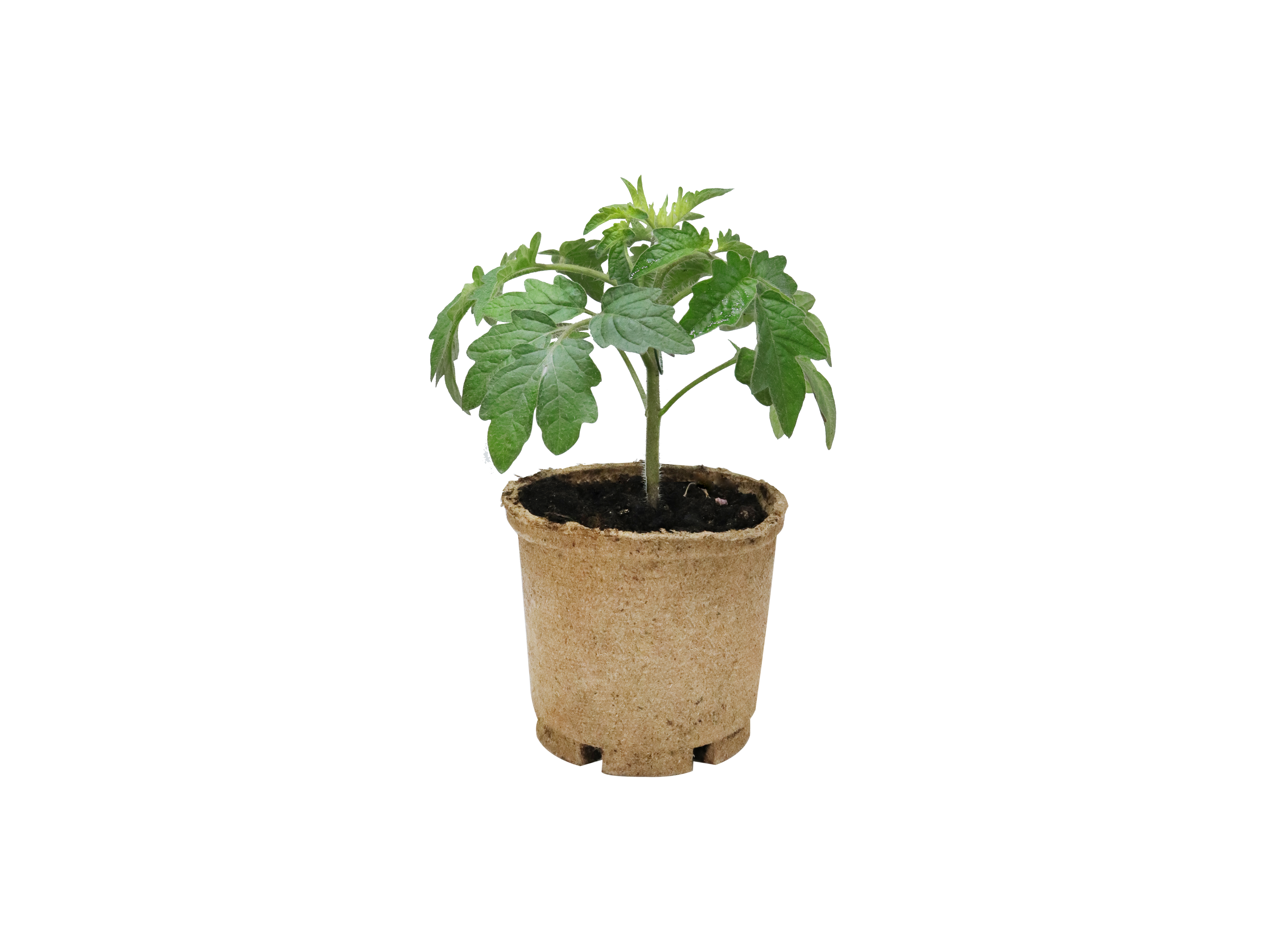 Plommetomat 'Dadel Dasher'