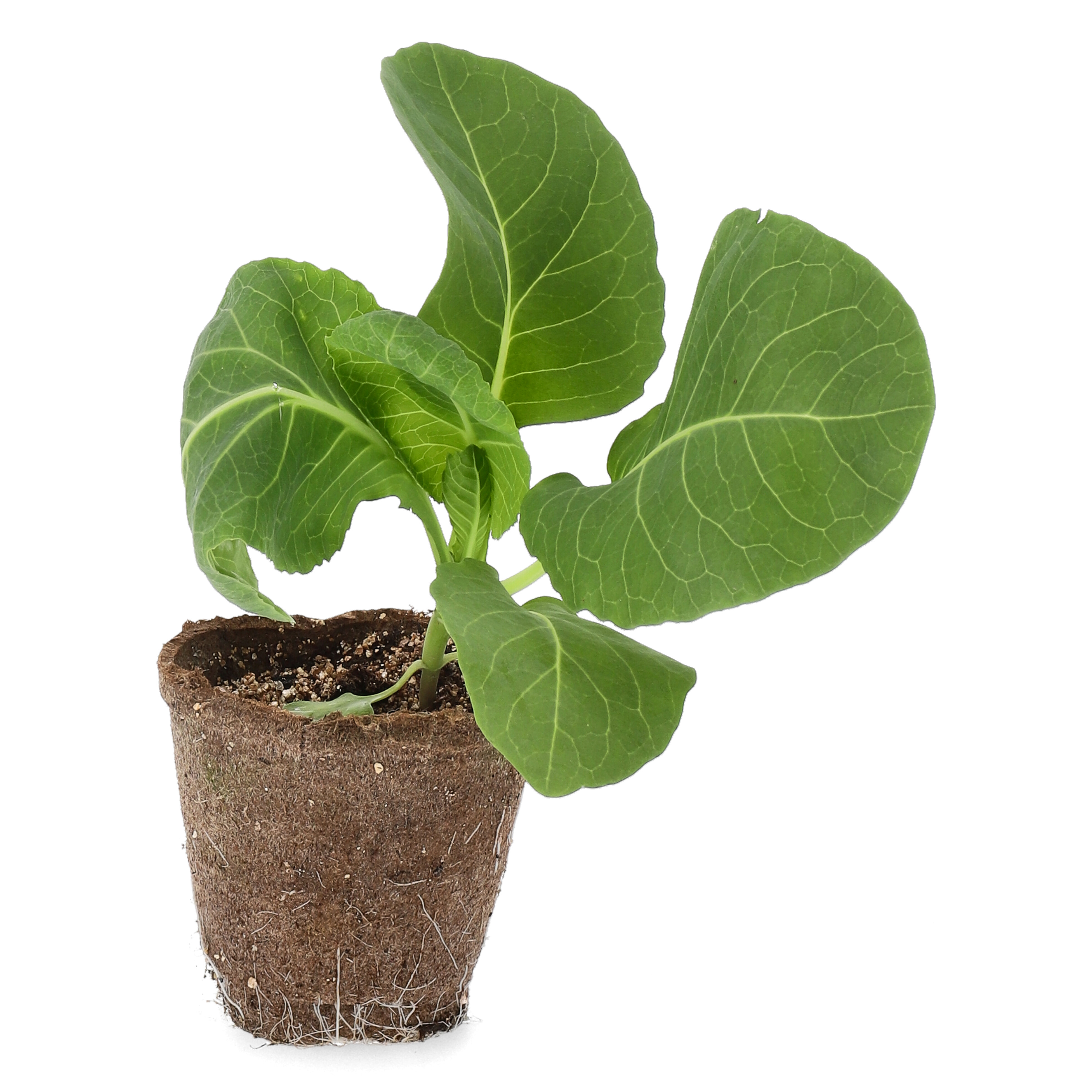 All N. Point Cabbage KRAV 10,5 cm