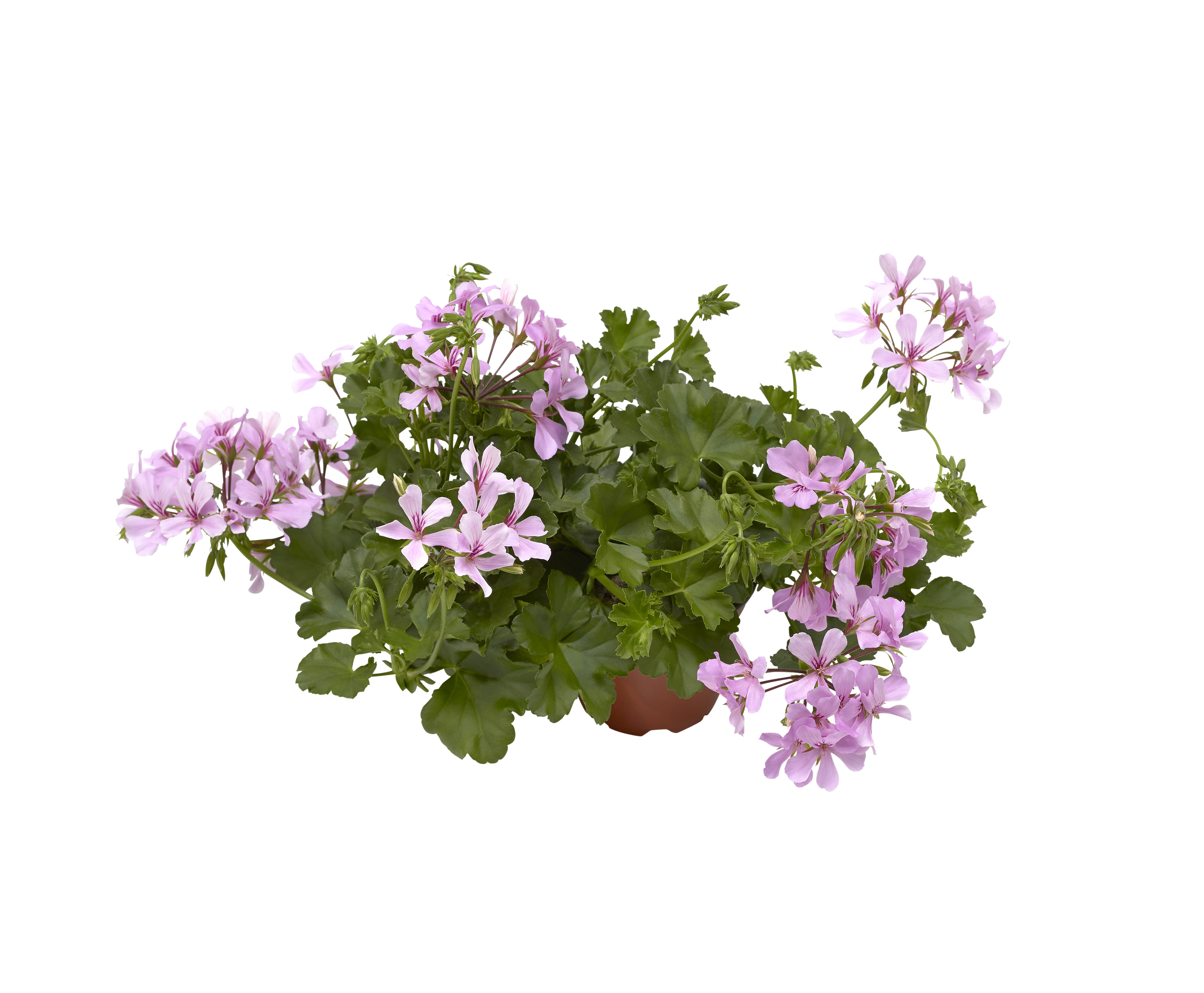 Hengende pelargon 'Super Cascade Appleblossom'