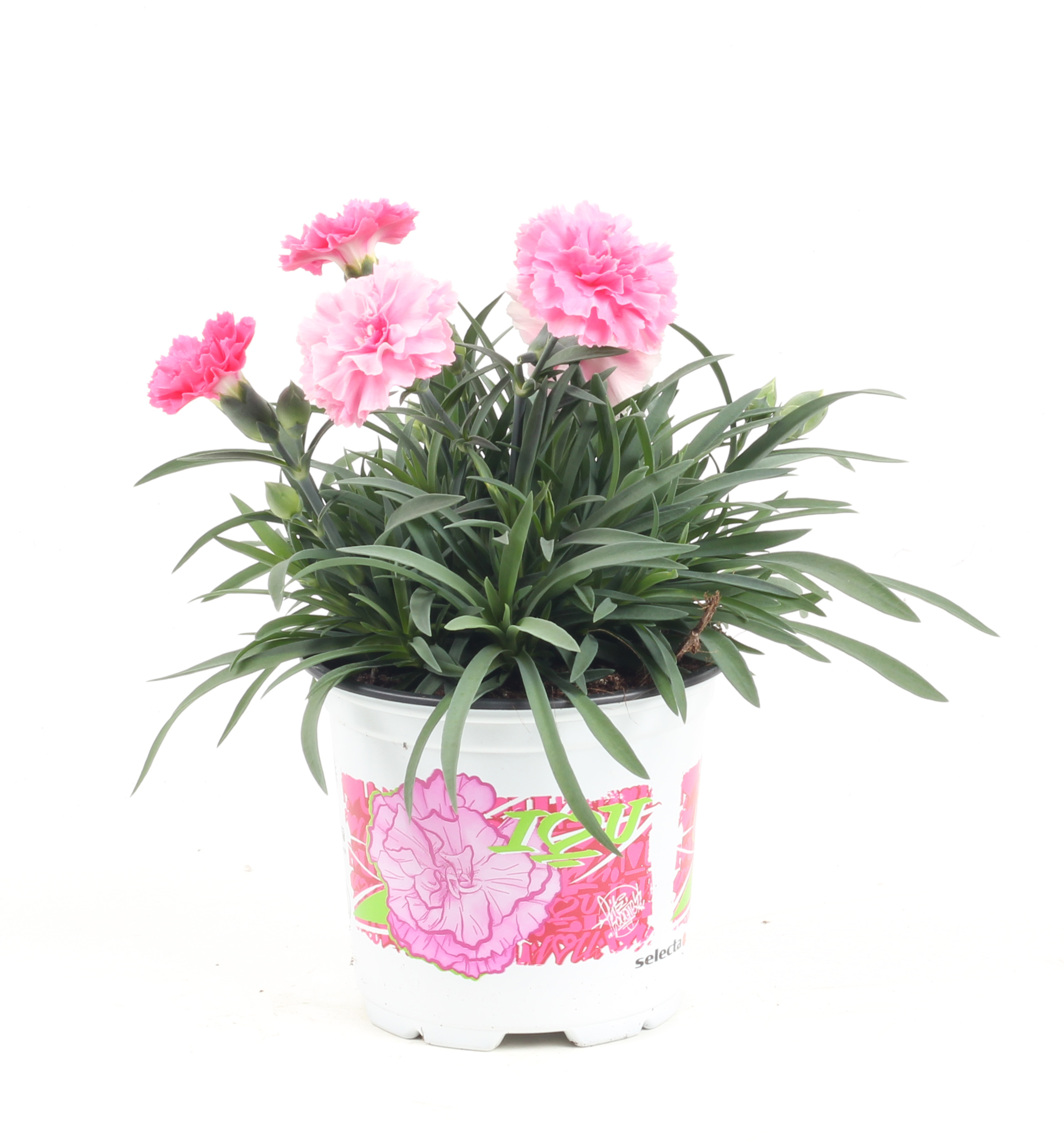 Dianthus 'I love You' 10,5 cm