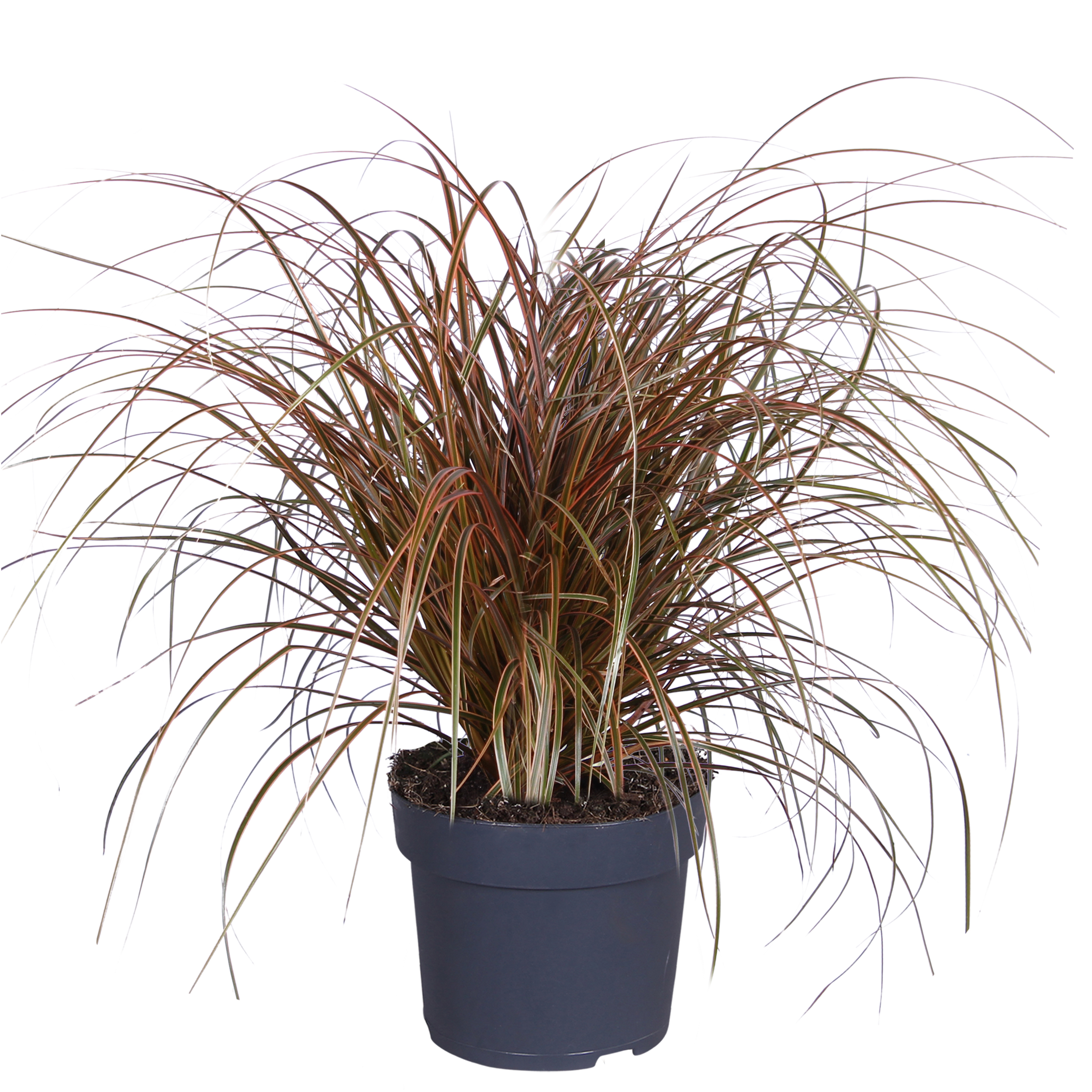 Röd hakstarr 'Everflame'