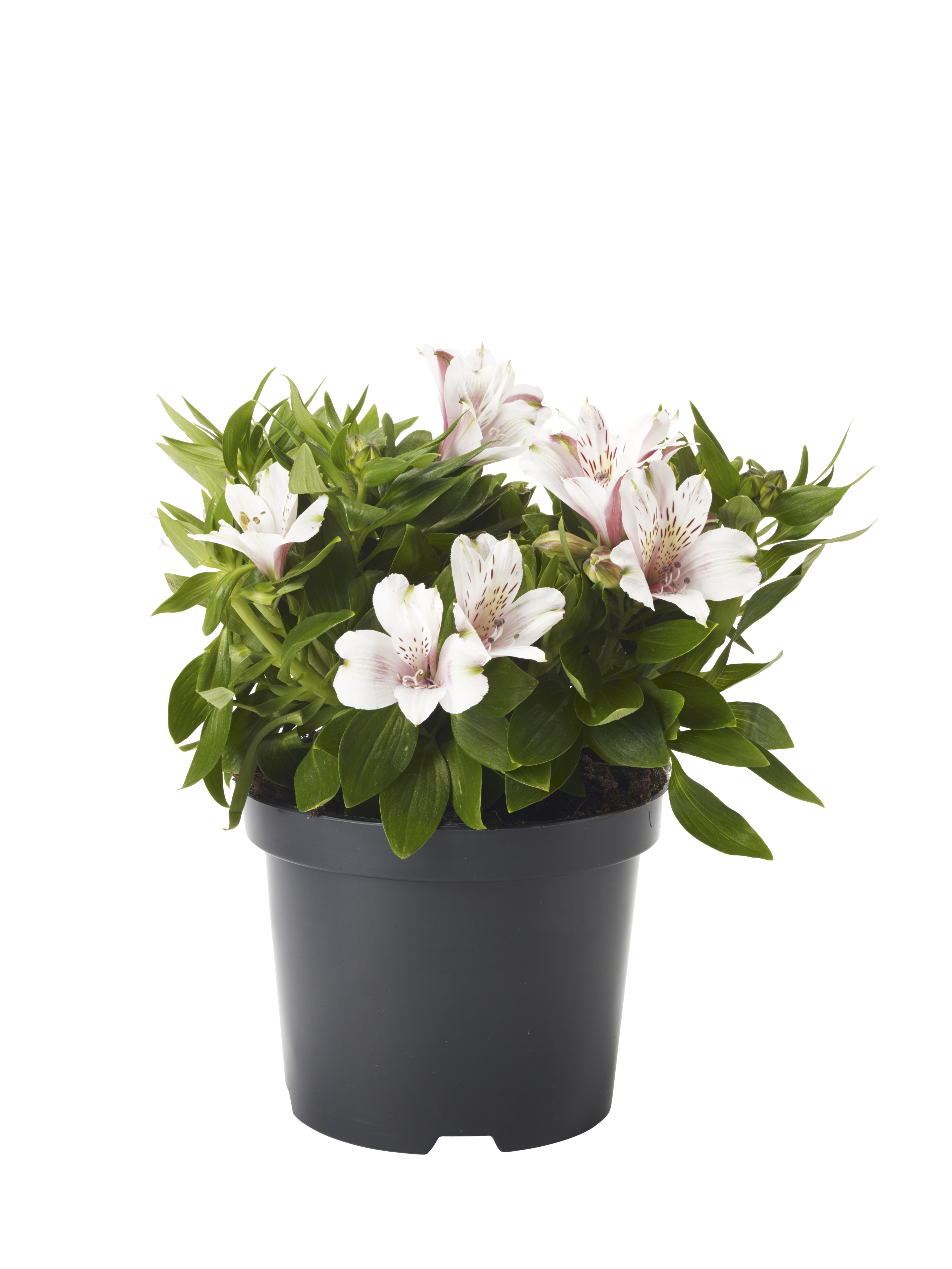 Alströmeria 'Colorita'