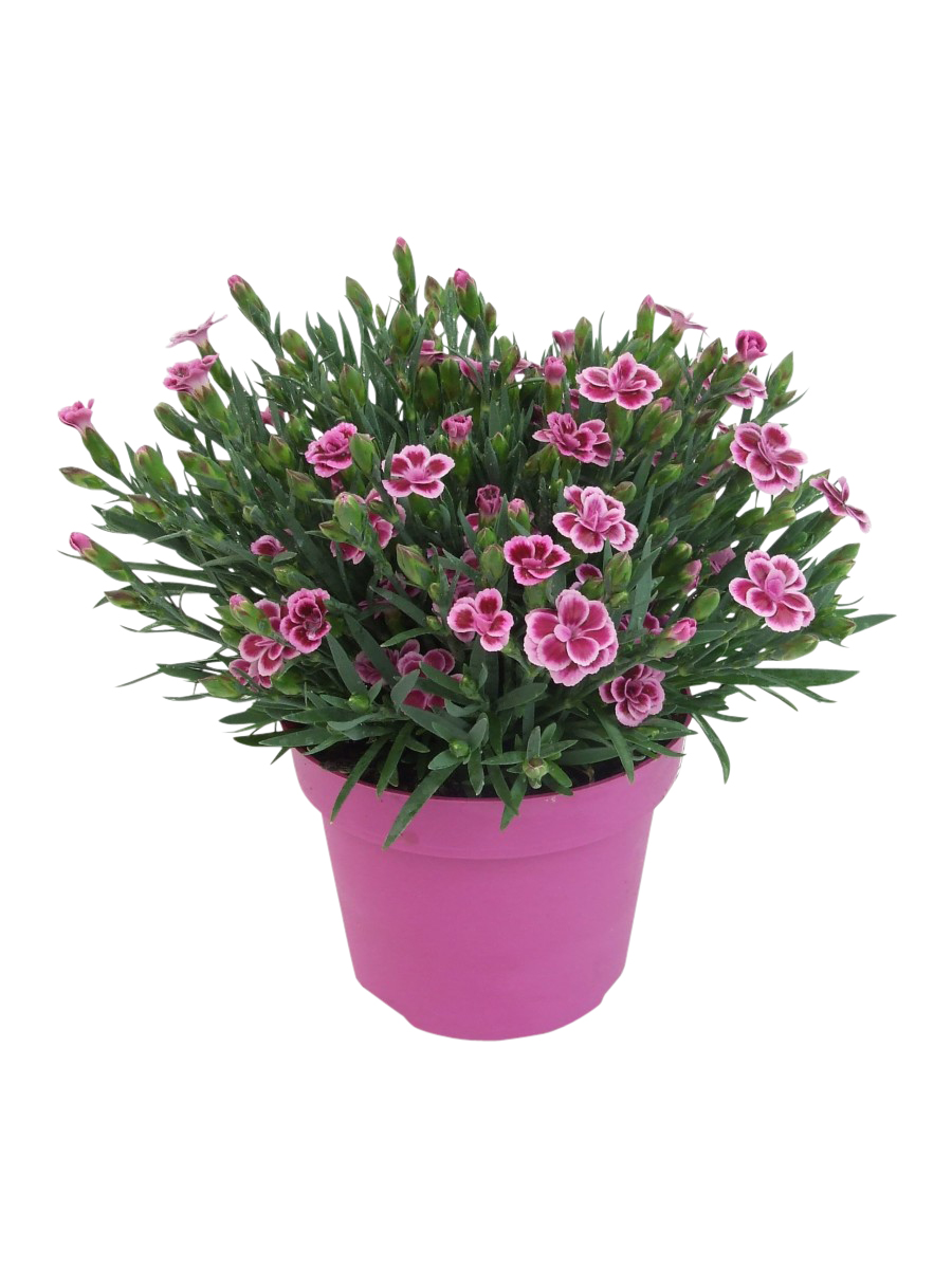 Dianthus 'Pink kisses' 17 cm