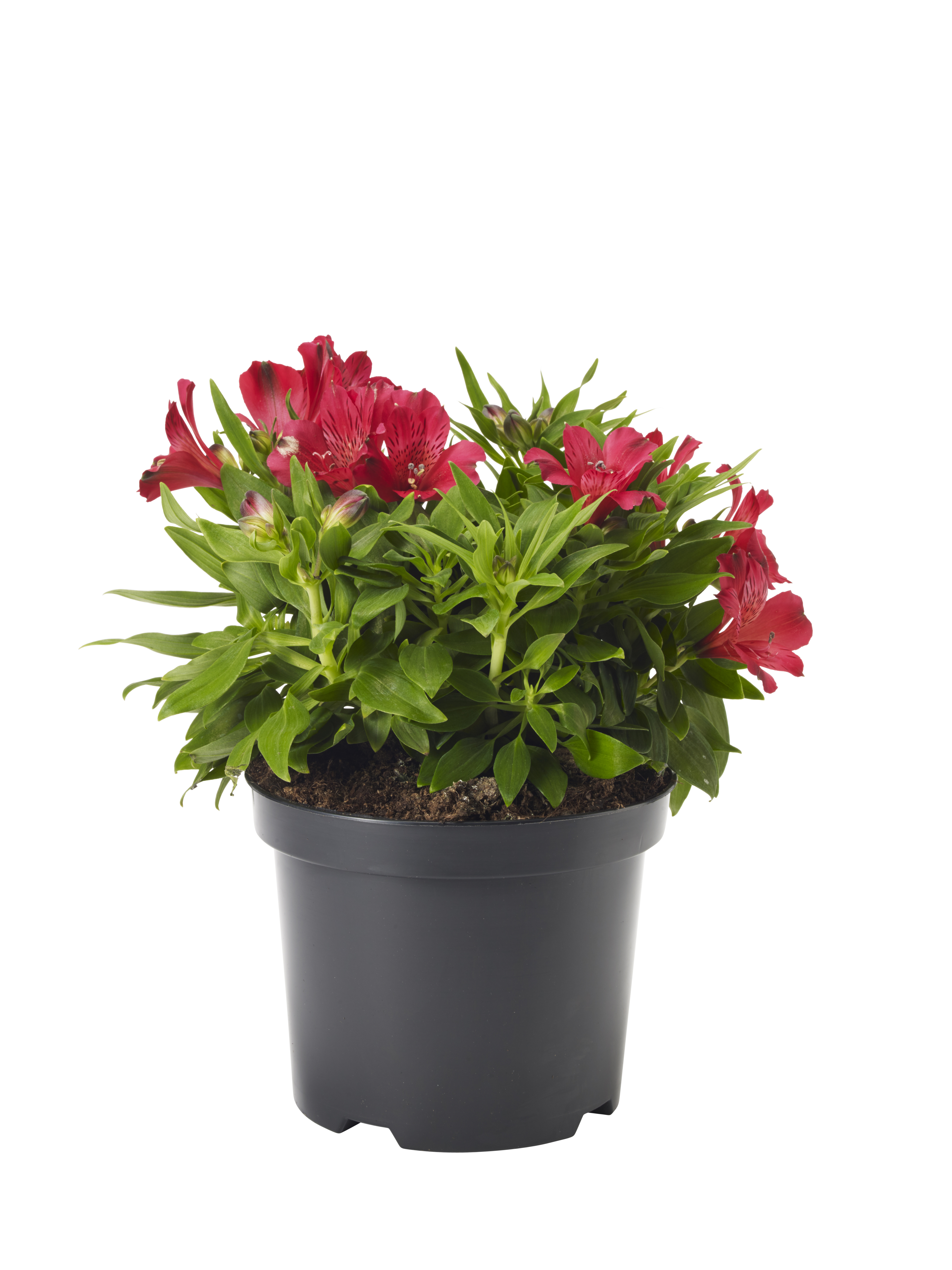 Alströmeria 'Colorita'