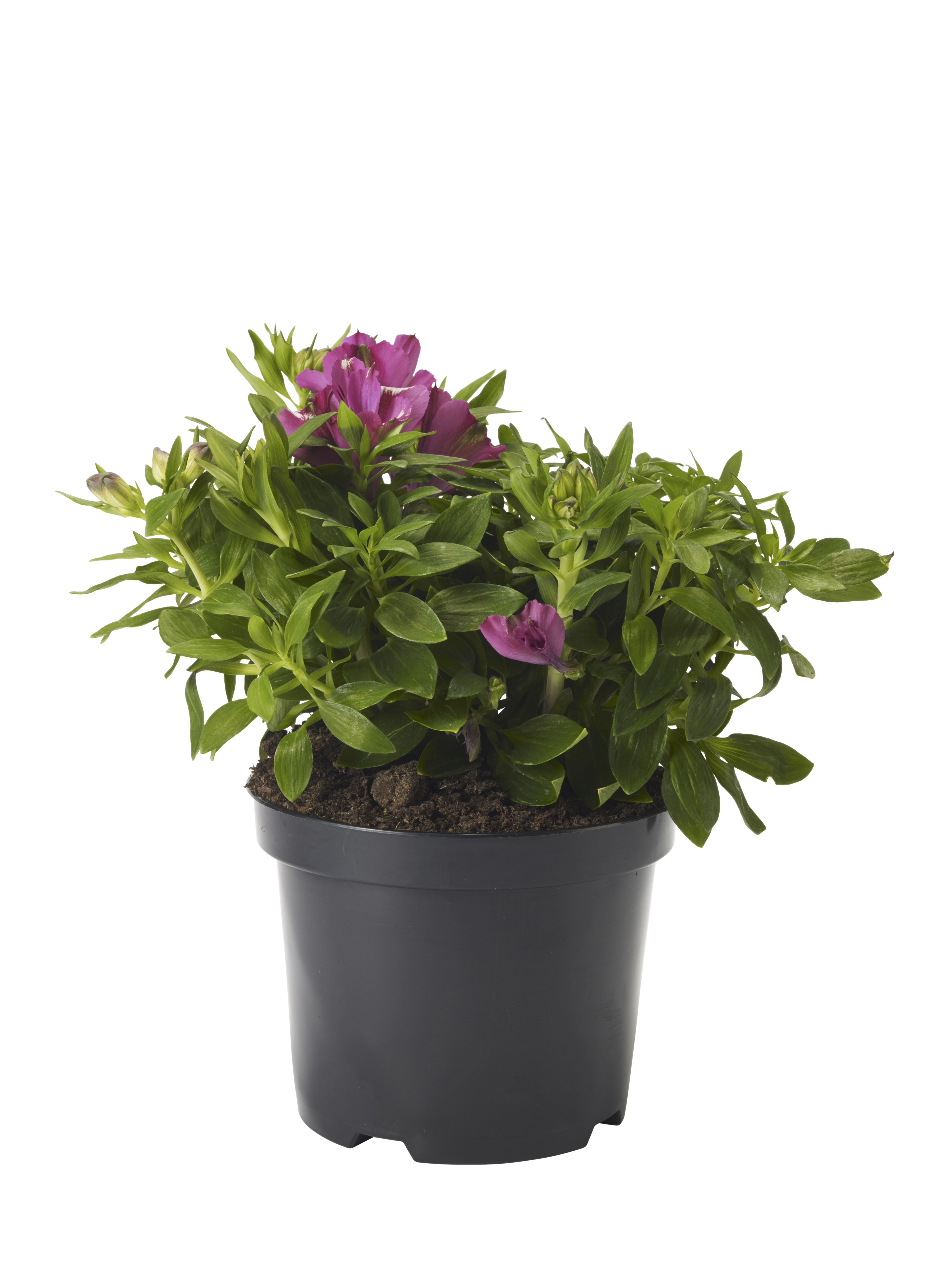 Alströmeria 'Colorita'