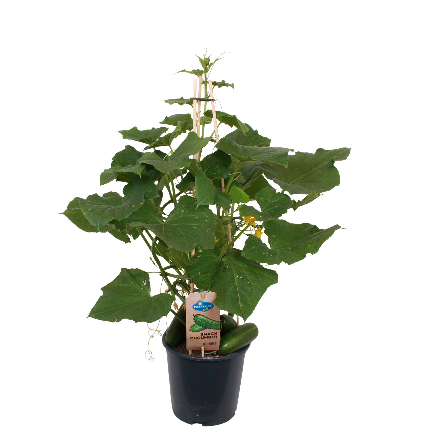 Ready Snack Cucumber 19 cm