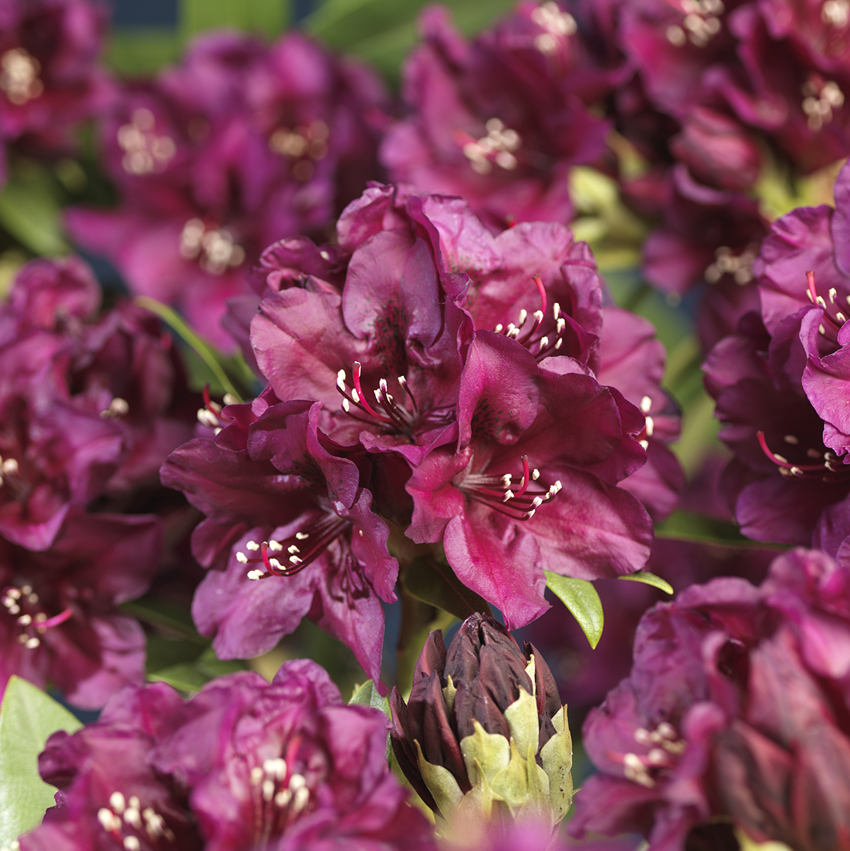 Rododendron 'Polarnacht'