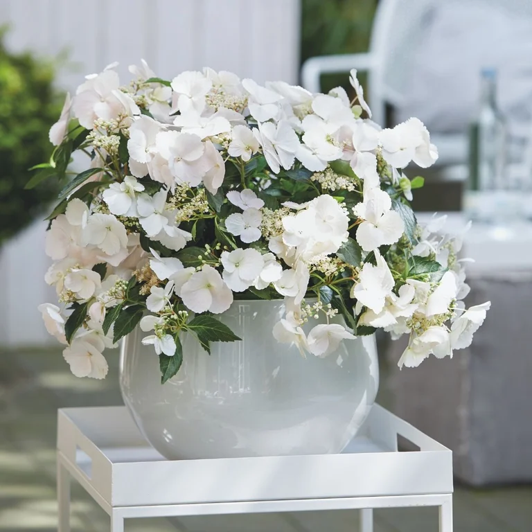 Hortensia Runaway Bride Snow White
