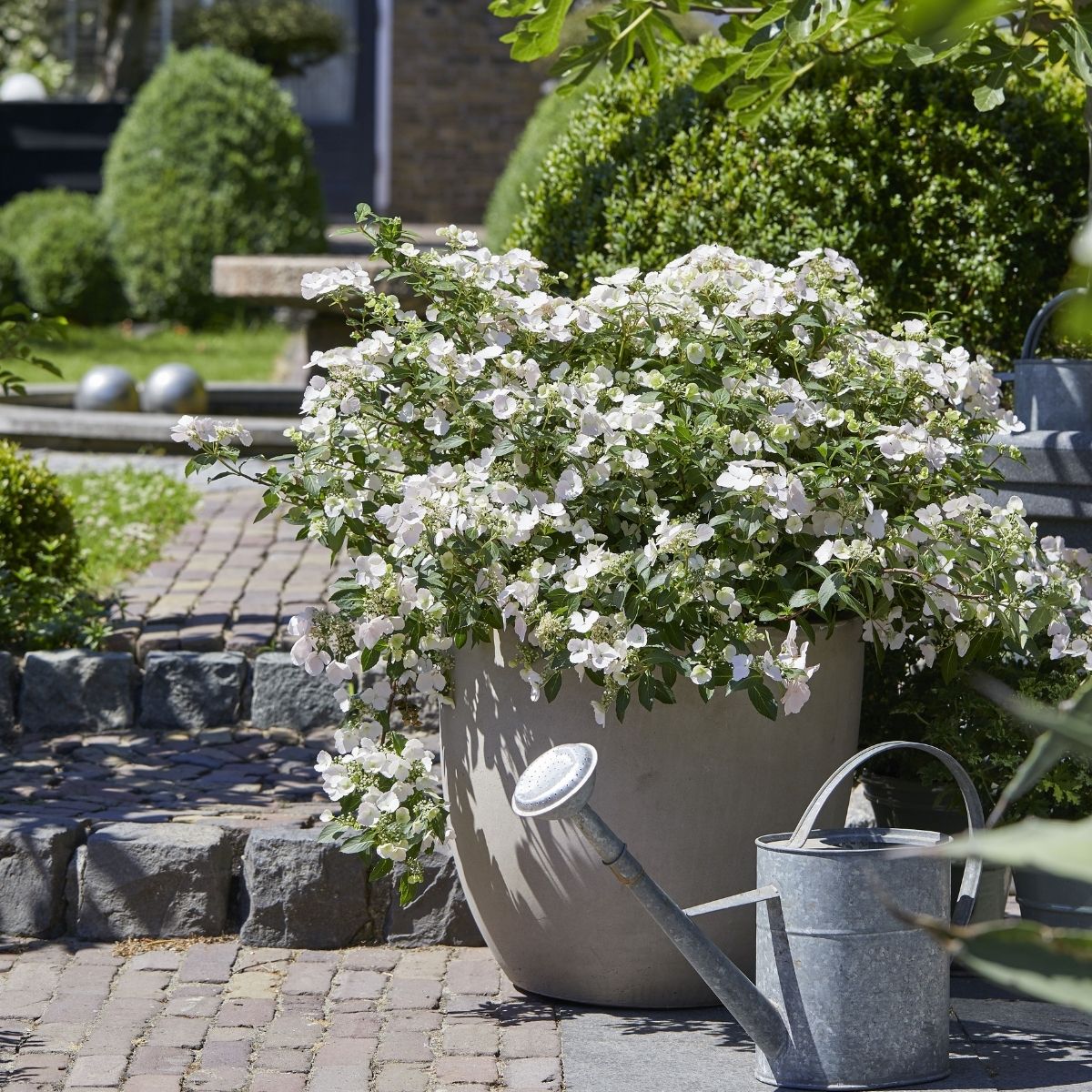 Hortensia RUNAWAY BRIDE SNOW WHITE
