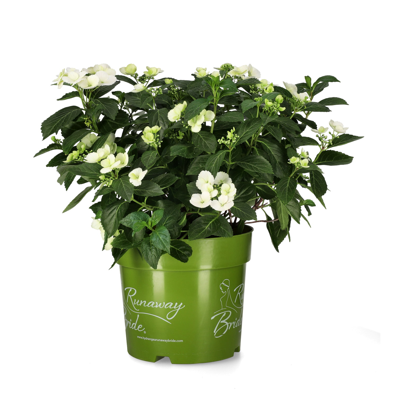 Hortensia RUNAWAY BRIDE SNOW WHITE