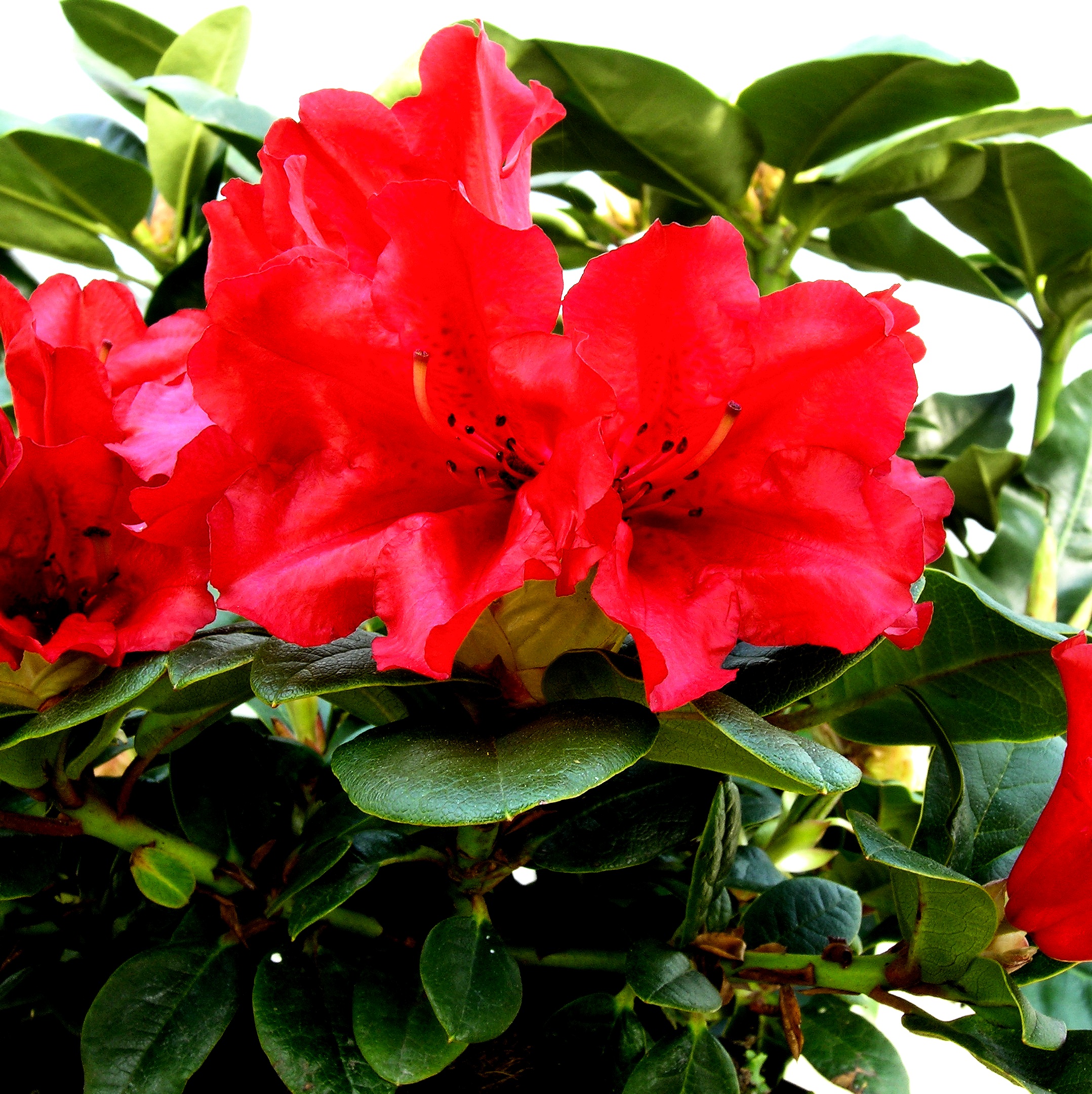 Rhododendron dwarf 'Scarlet Wonder' 17cm